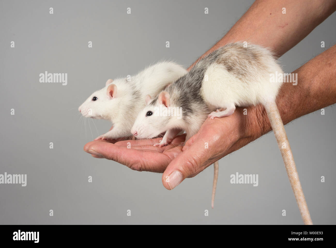 Pet Rats being held, UK Stock Photo Alamy