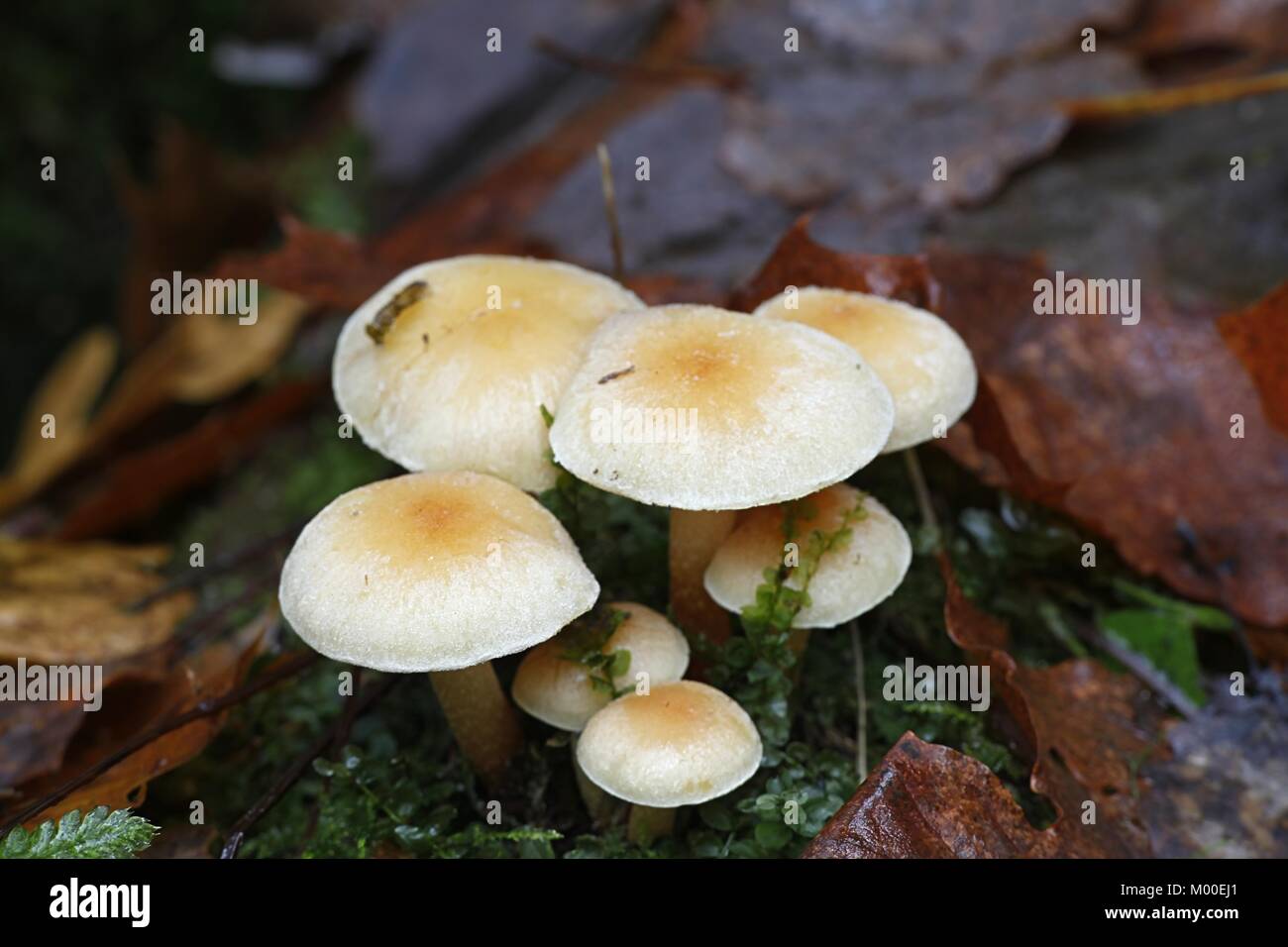 Conifer tuft mushroom, Hypholoma capnoides  an   edible and delicious wild mushroom Stock Photo