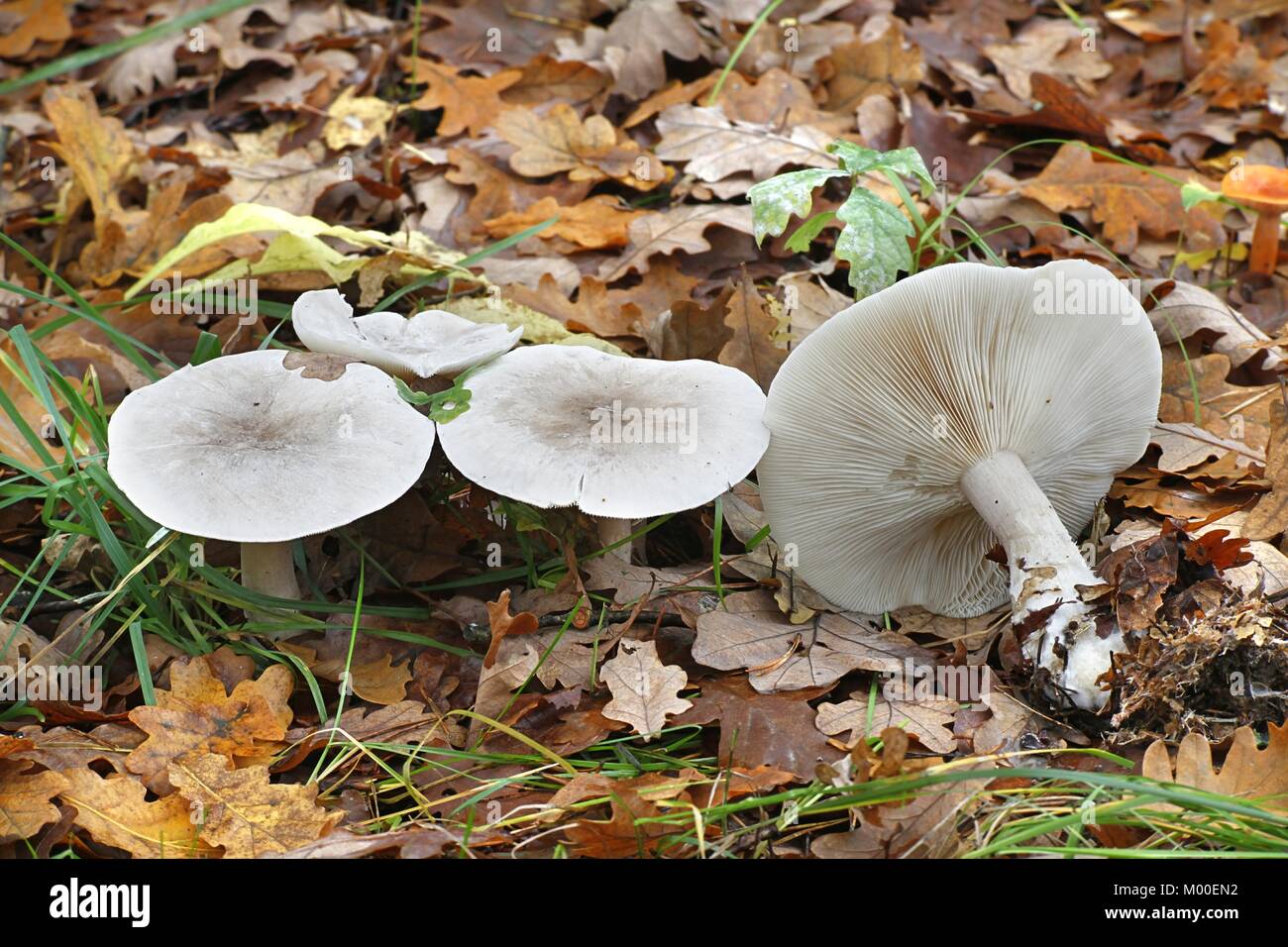 White knight mushroom, Tricholoma album Stock Photo