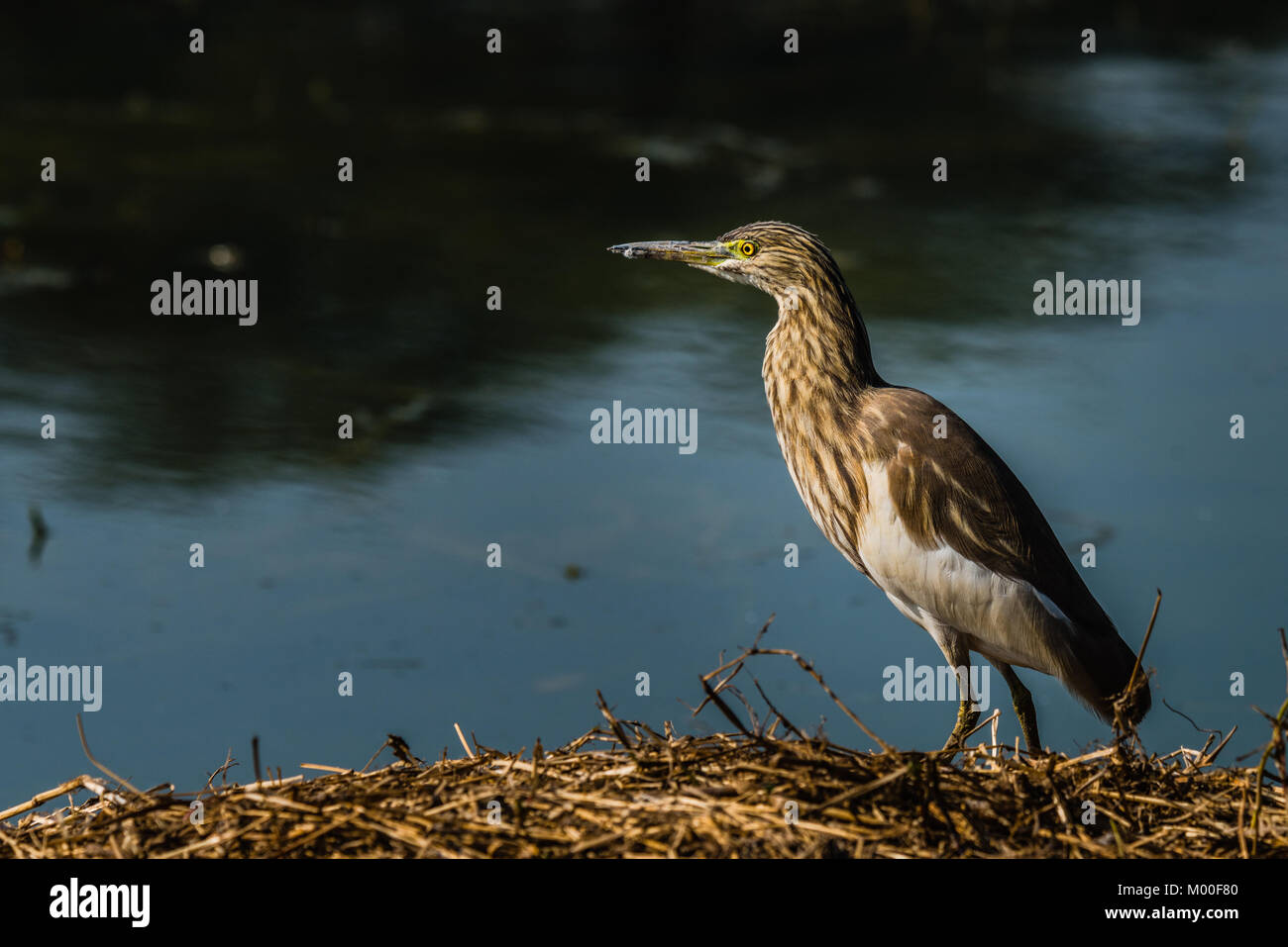 Pond heron a wader standing to fishing at wetland of Sultanpur National Park Stock Photo