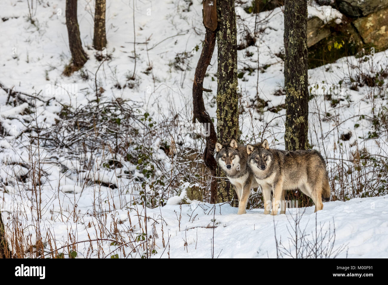 Wolves Roughhousing Wolves hunt hi-res stock photography and images - Alamy