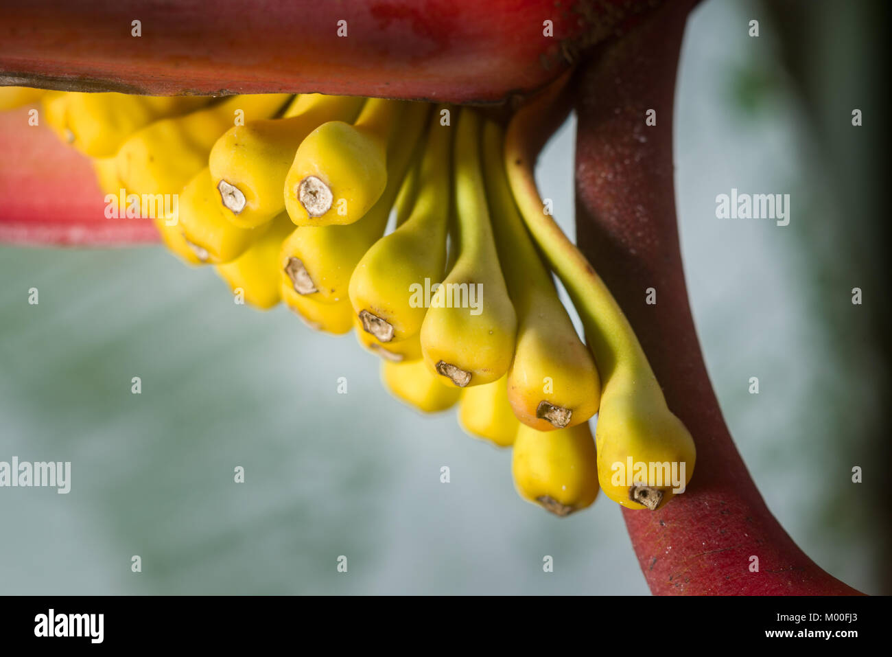Heliconia collinsiana red bracts and yellow sepals detail, Kenya, East Africa Stock Photo