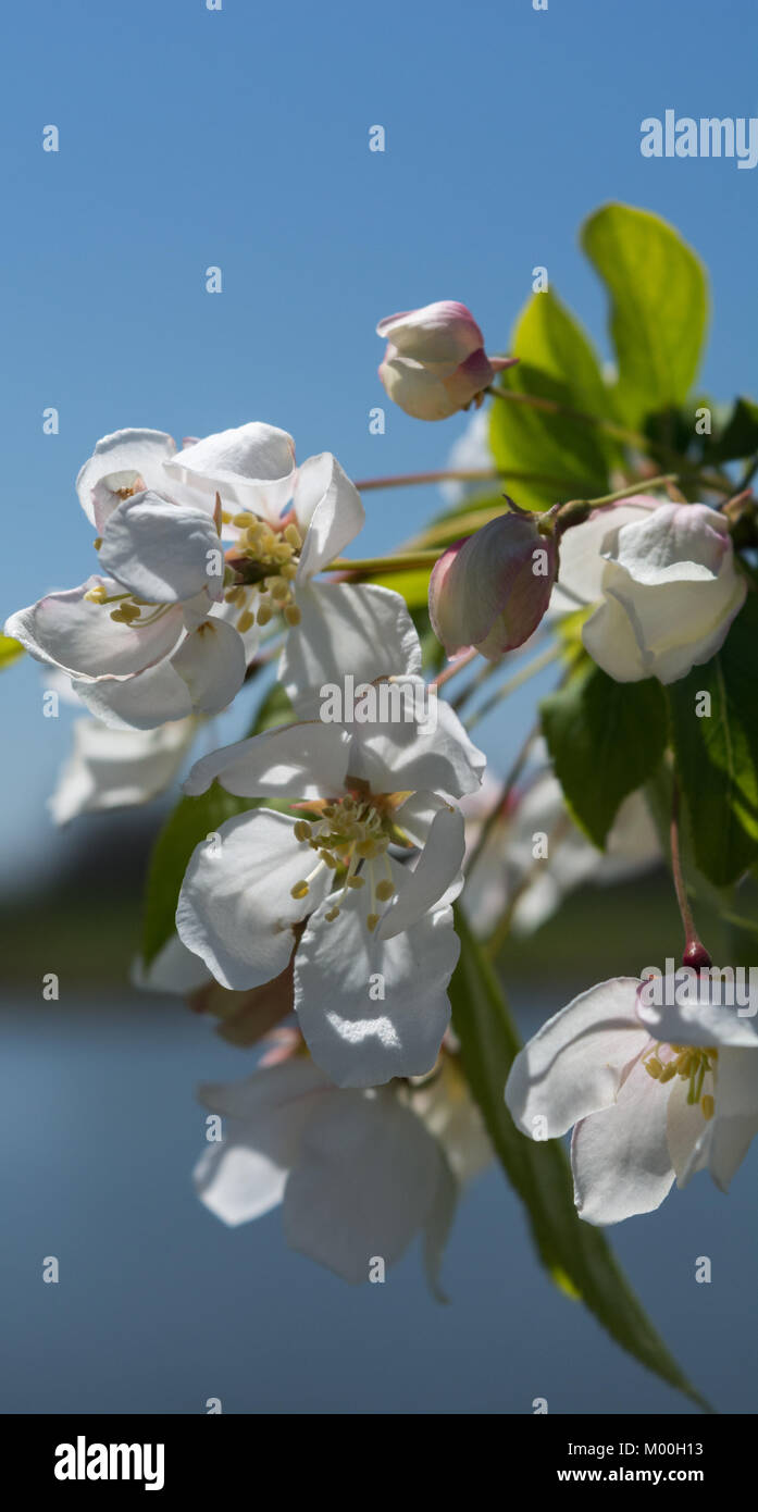 Blue sky offsets the white blossoms of a cherry tree Stock Photo - Alamy
