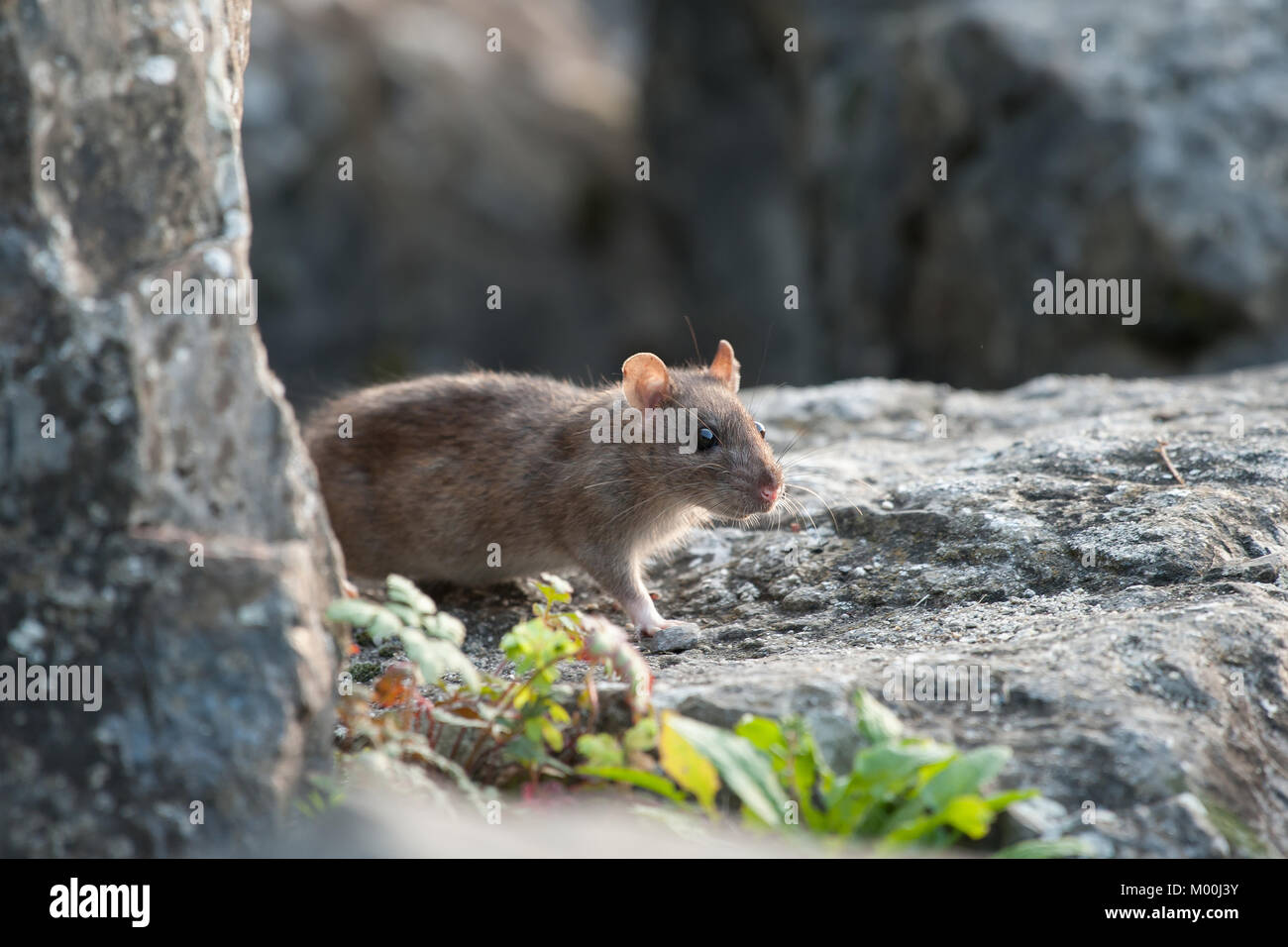 gray rat the carrier of diseases by cities and villages,a dangerous