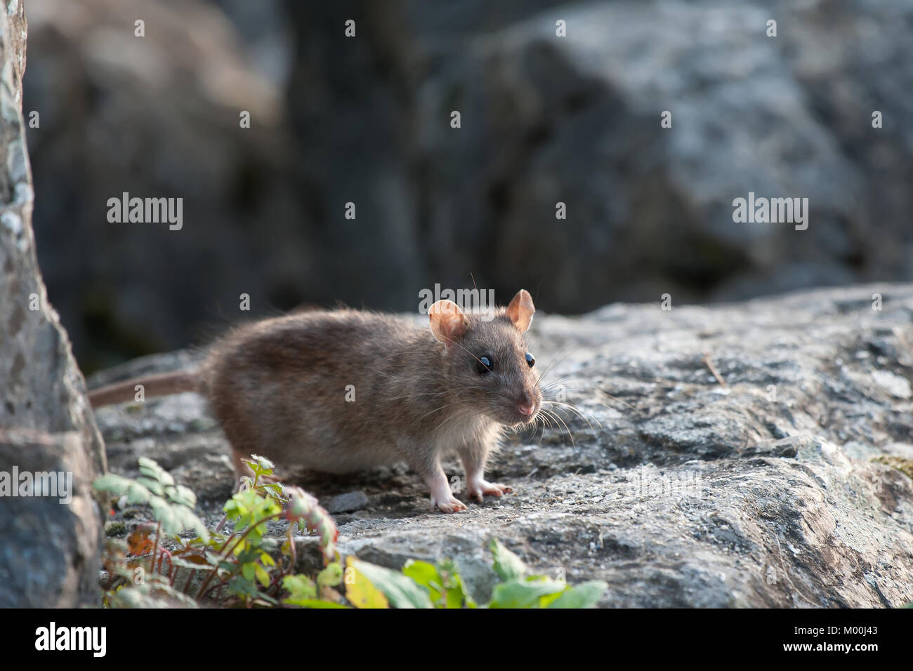 gray rat the carrier of diseases by cities and villages,a dangerous
