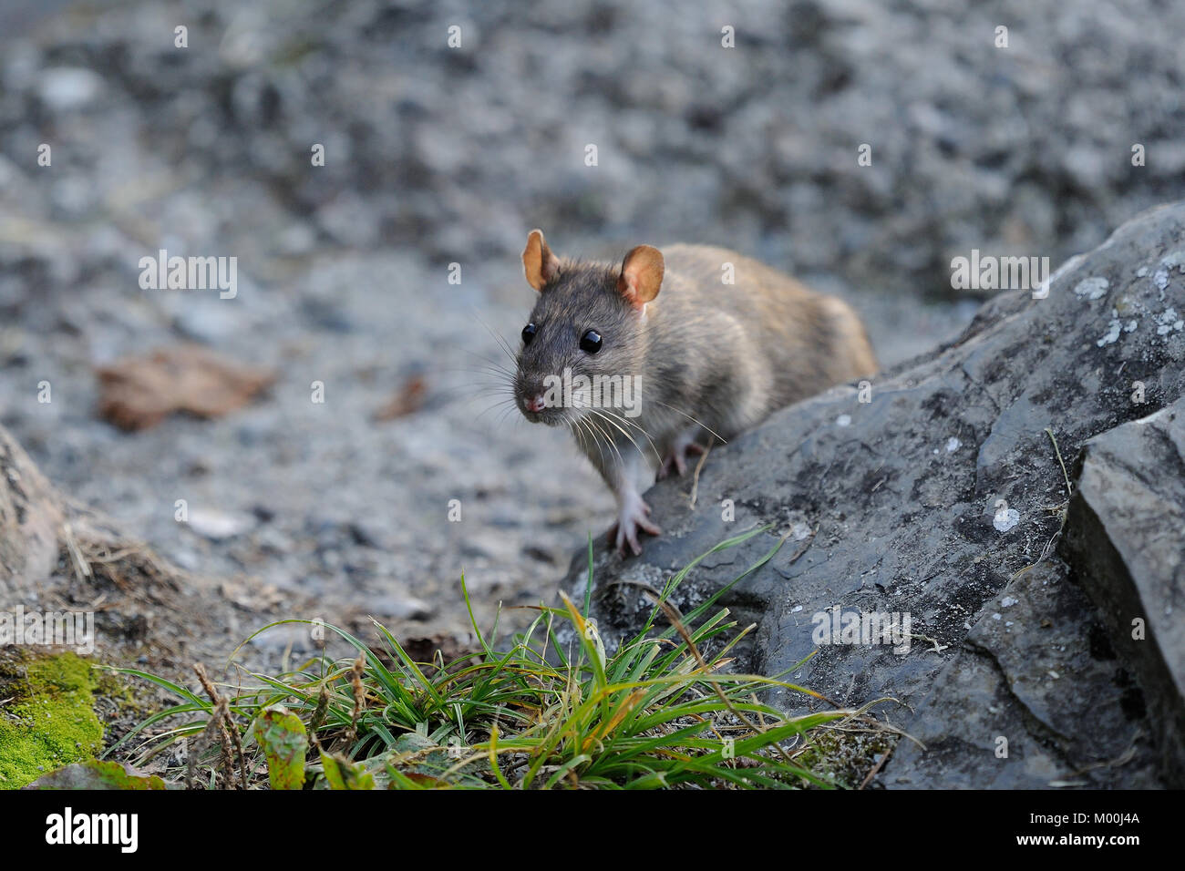 gray rat the carrier of diseases by cities and villages,a dangerous