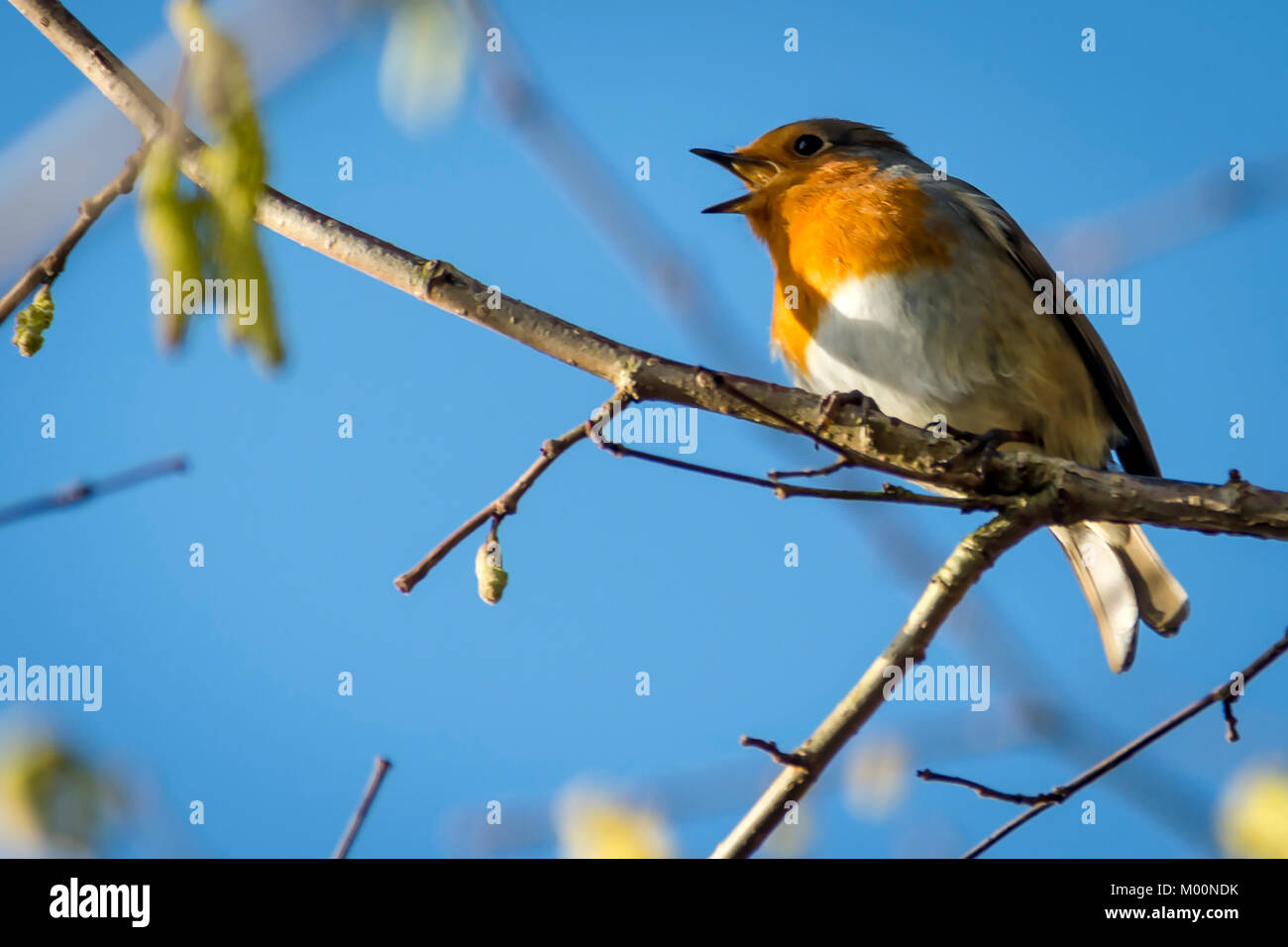 Burton Lazars, UK. 17th Jan, 2018. UK Weather. Sining Robin against a bright sky and horses in a chilly winds. Credit: Clifford Norton/Alamy Live News Stock Photo
