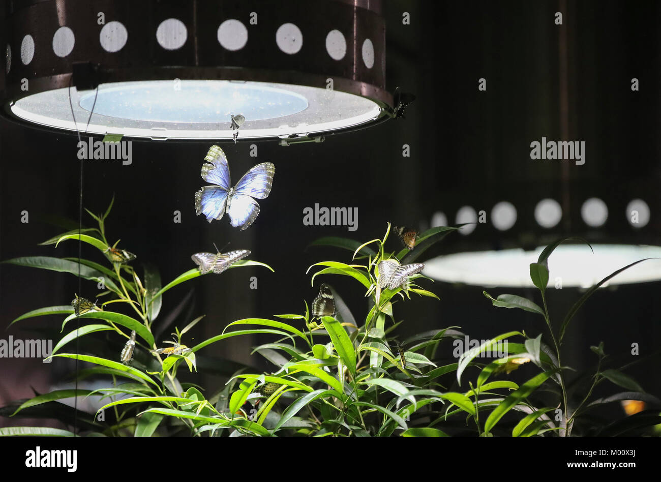 New York, USA. 17th Jan, 2018. Butterflies are seen at the exhibition