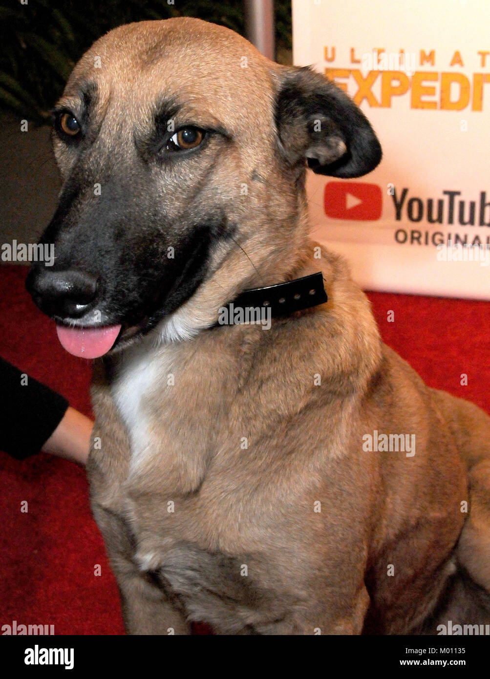 How Can I Bring My Dog From Peru To Usa