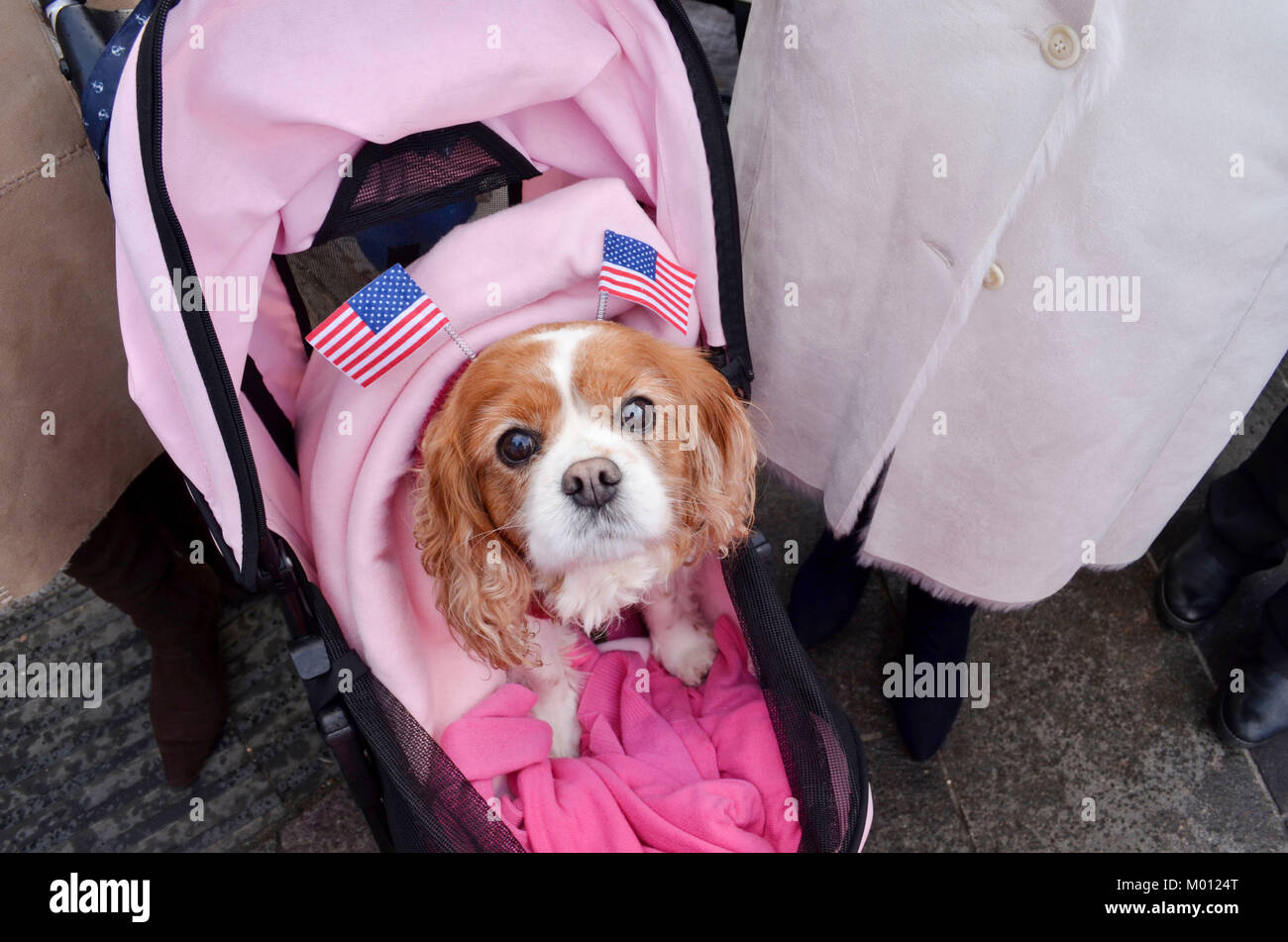 Cardiff, UK. 15th Jan, 2018. Camilla the dog is one of the first inline ahead of His Royal Highness Prince Henry of Wales and Meghan Markle's visit to Cardiff Castle Credit: Bethany Shorey/Alamy Live News Stock Photo