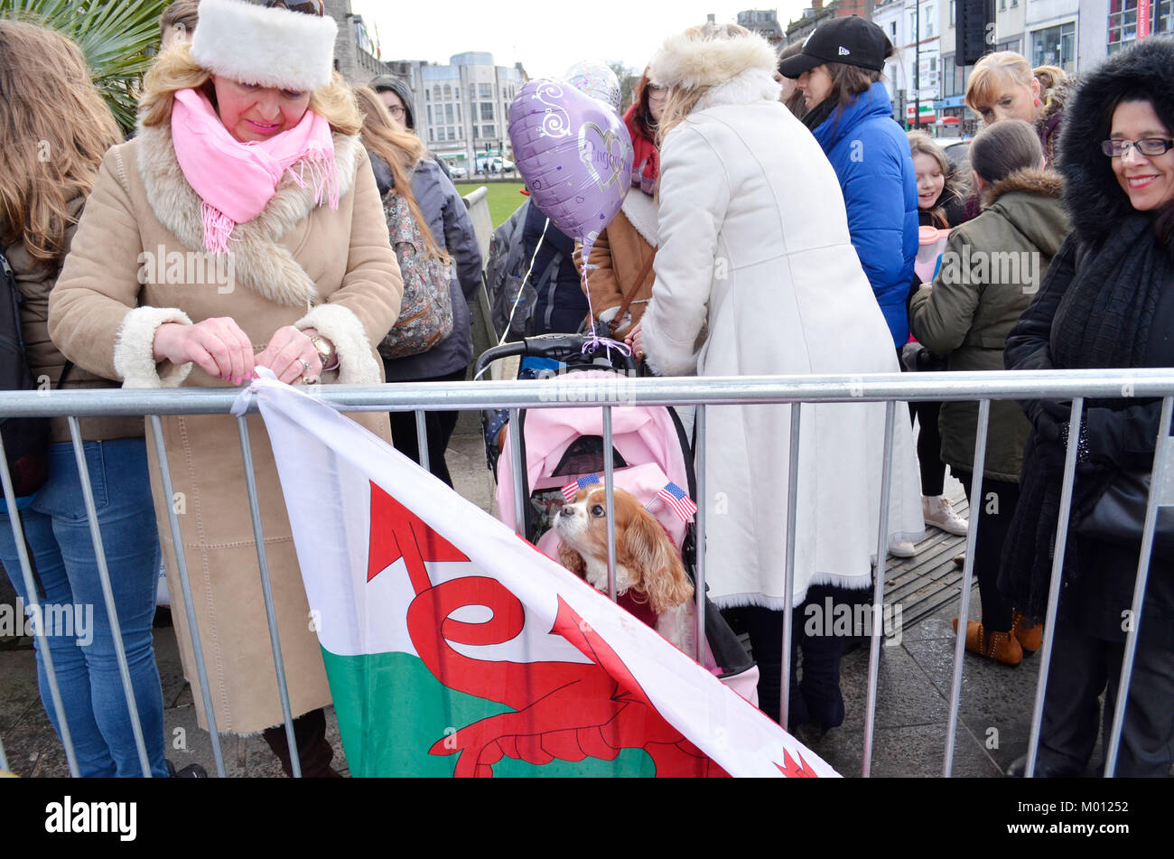 Cardiff, UK. 15th Jan, 2018. Camilla the dog is one of the first inline at Cardiff Castle ahead of His Royal Highness Prince Henry of Wales and Meghan Markle's visit to Cardiff Castle Credit: Bethany Shorey/Alamy Live News Stock Photo