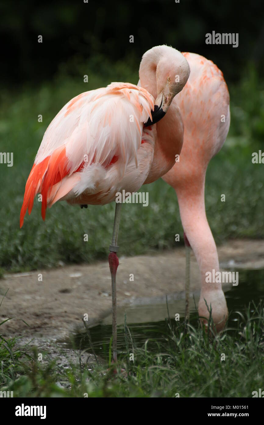 Nature is amazing. Flamingo birds having a very beautiful posture at the Frankfurt Zoo. Next is a pine tree accompanied by grey could Germany Stock Photo