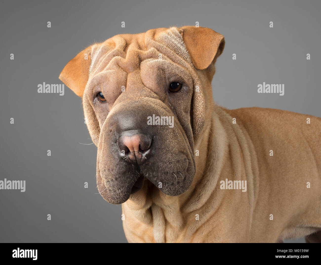 Portrait of a pet Shar-Pei dog in the UK (4 yrs old, female). Stock Photo