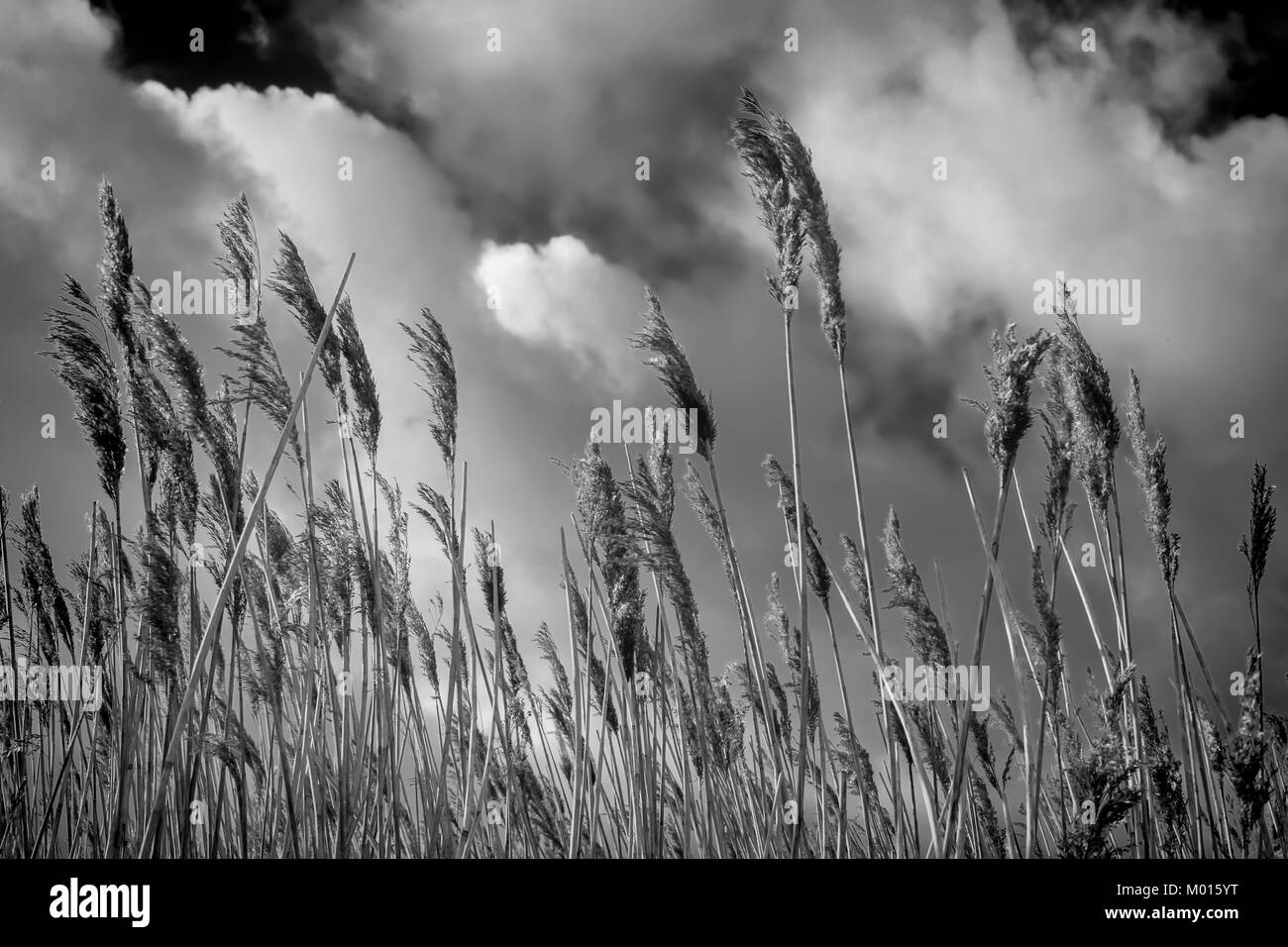 A Black and White image of Reeds with a cloudy sky as a background Stock Photo