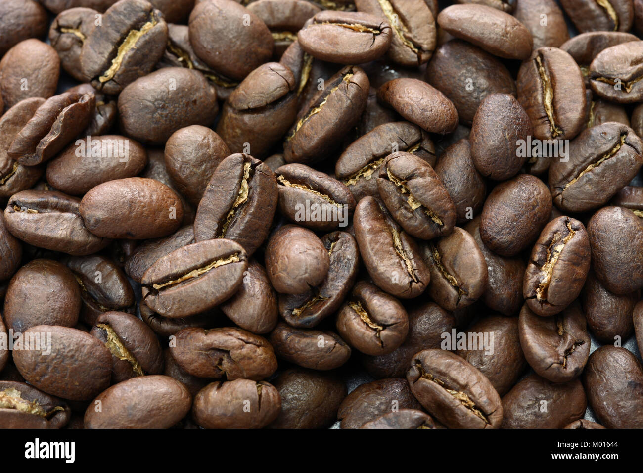 Kopi Luwak Stock Photos Kopi Luwak Stock Images Alamy Kopi Luwak Stock Photos Kopi Luwak Stock Images Alamy