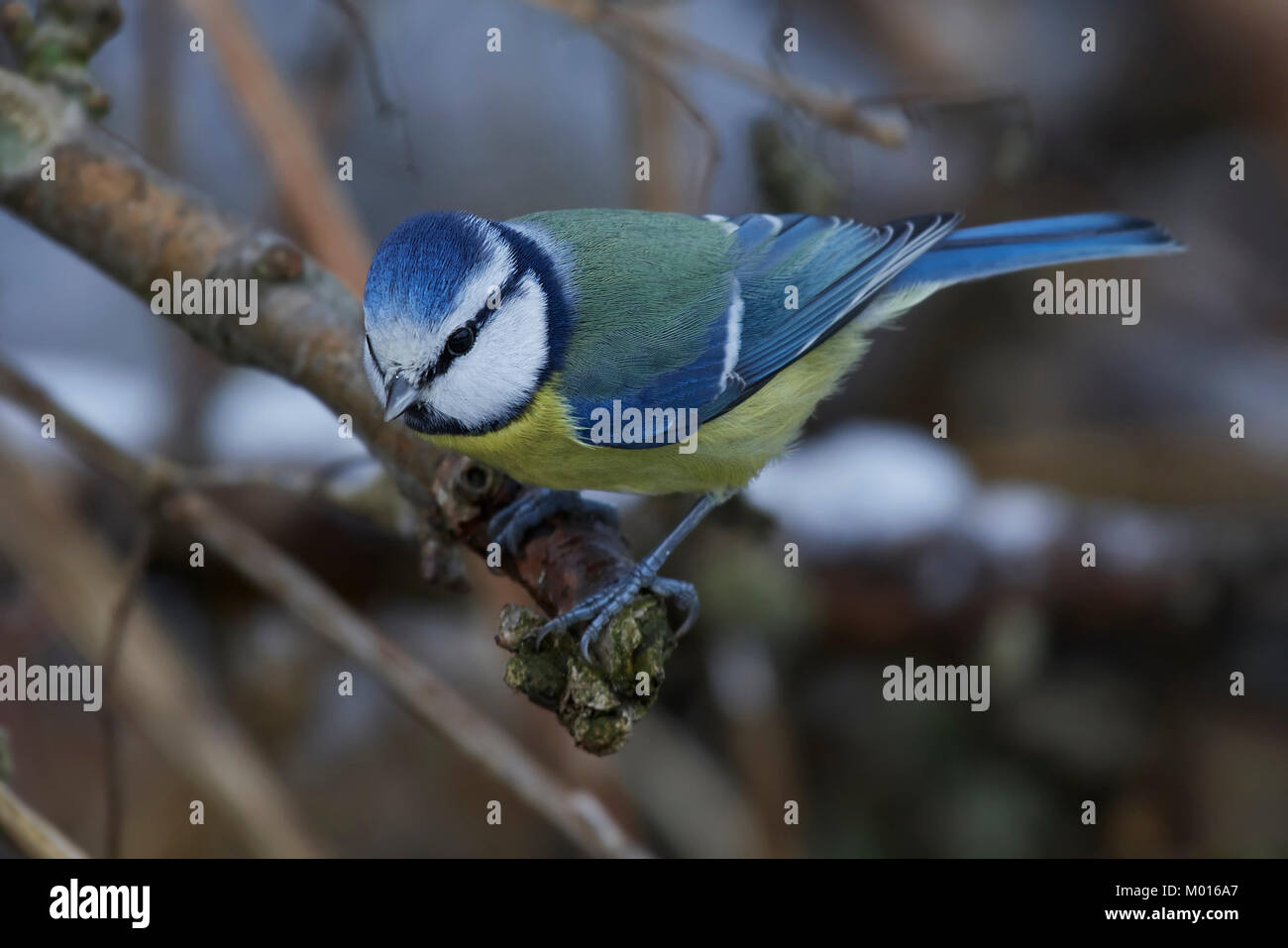 eurasian-blue-tit-in-its-natural-habitat-stock-photo-alamy