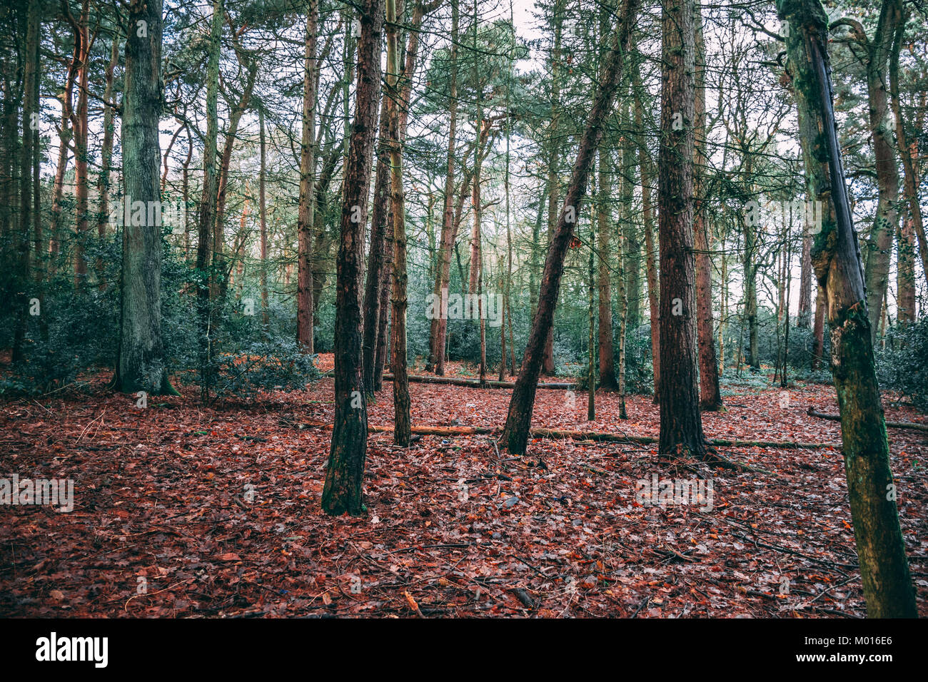 forest with blanket of leaves Stock Photo