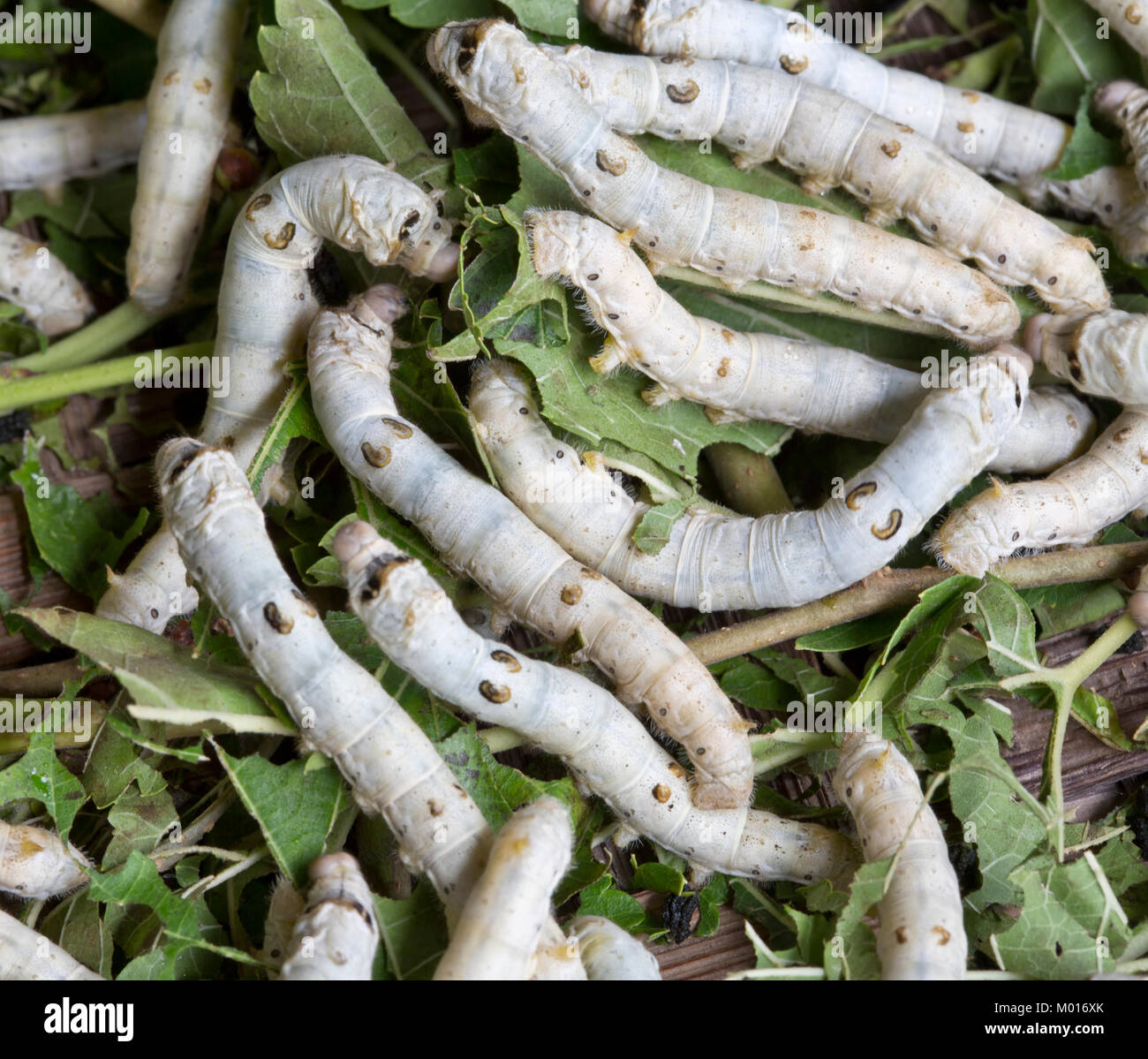 Close-up of silkworms  'Bombyx mori'  feeding on White Mulberry 'Morus alba'  leaves,   Hoi An, Quang Nam Province. Stock Photo