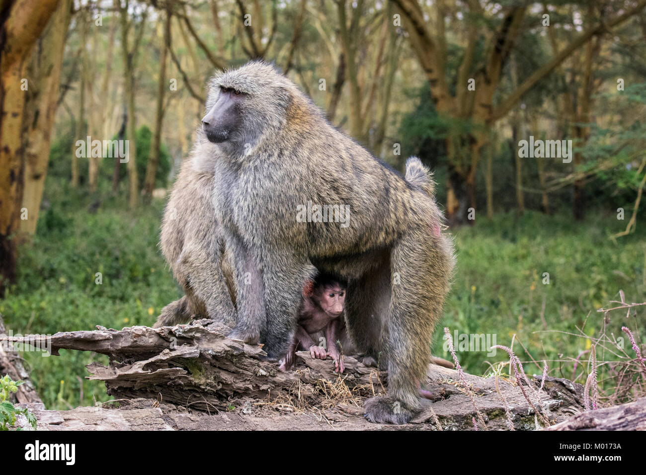 Tiny newborn Olive Baboon, Papio anubis, peeks out from under his mother, Nakuru National Park, Kenya, East Africa Stock Photo