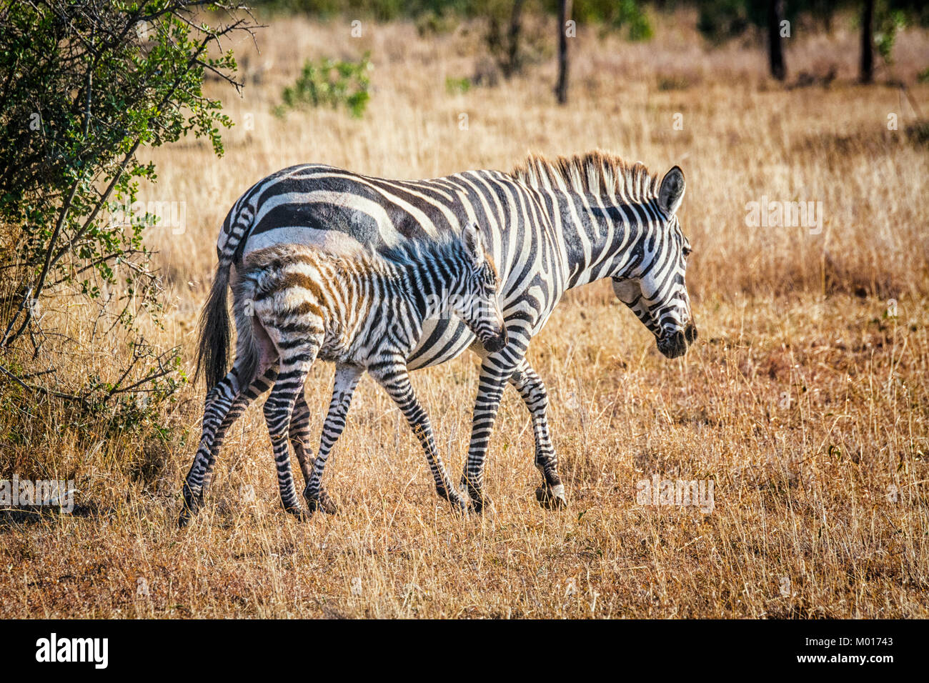 Baby Burchell's Zebra, Equus quagga burchelli, camouflaged against its mother, Ol Pejeta Conservancy, Kenya, East Africa Stock Photo
