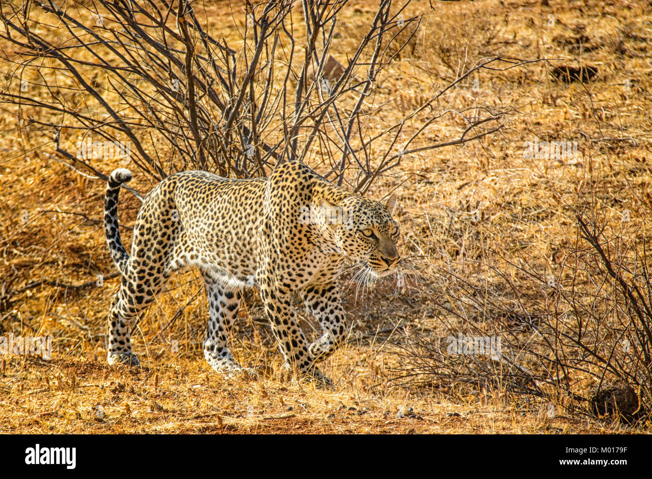 African Leopard, Panthera pardus, hunting, stalking, Buffalo Springs Game Reserve, Samburu, Kenya, East Africa Stock Photo