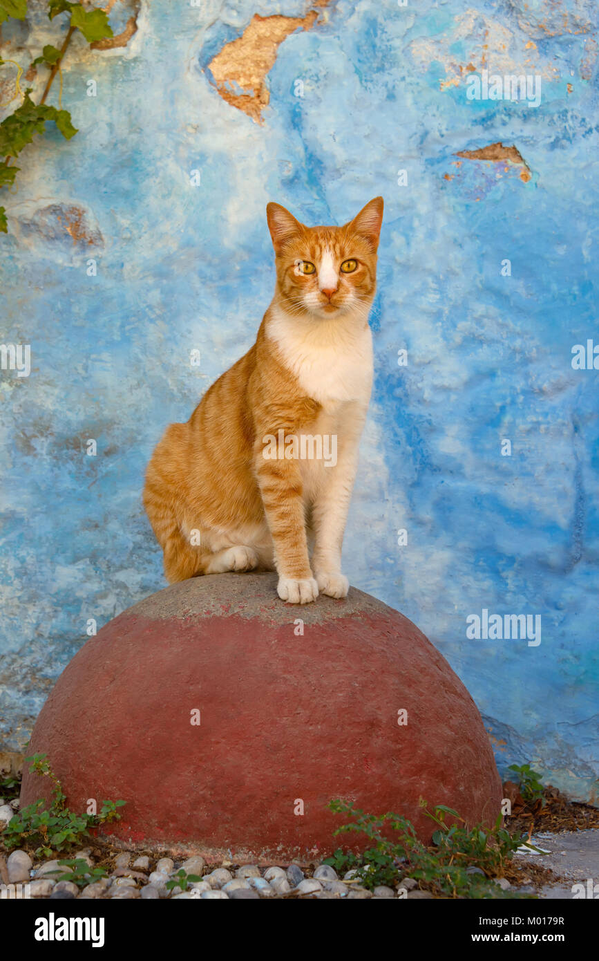 An alert cat, red mackerel tabby with white, sitting observantly on a red round stone in front of a blue wall, Greek island Rhodes, Dodecanese, Greece Stock Photo