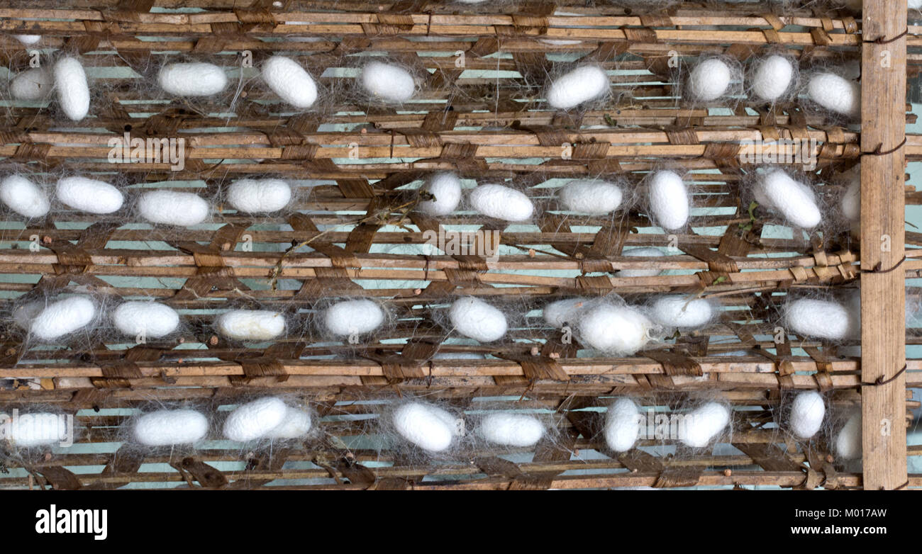 Silkworm cocoons 'Bombys mori'  on wooden frame, production of silk thread.  Hoi An, Vietnam. Stock Photo