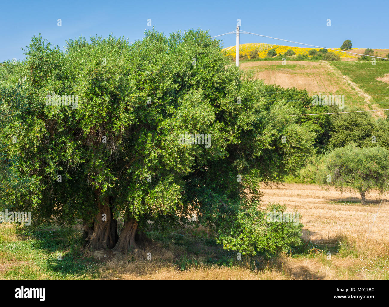 Abruzzo italy olive tree hi-res stock photography and images - Alamy