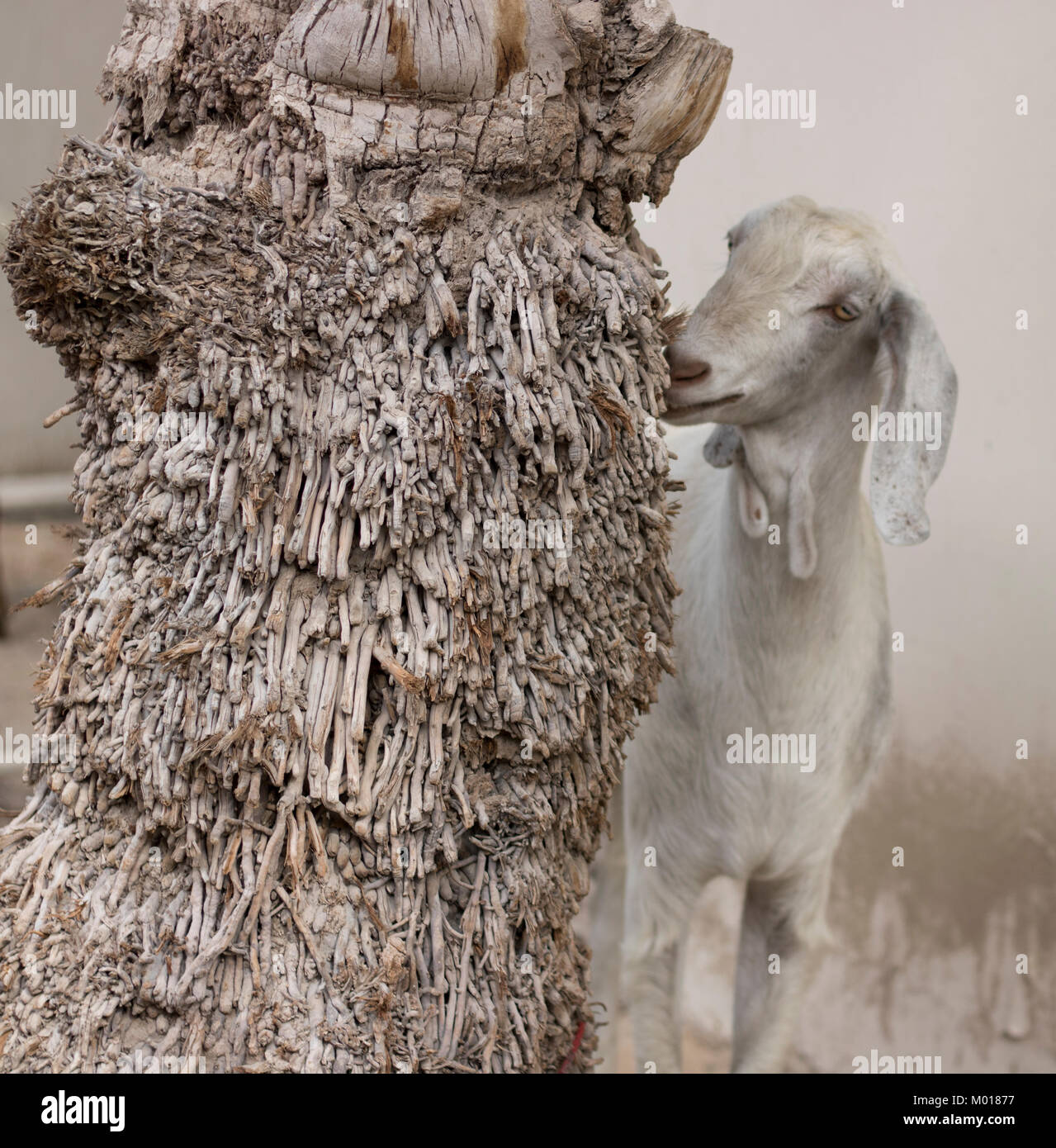 Arabic Life Stock Photos & Arabic Life Stock Images - Alamy