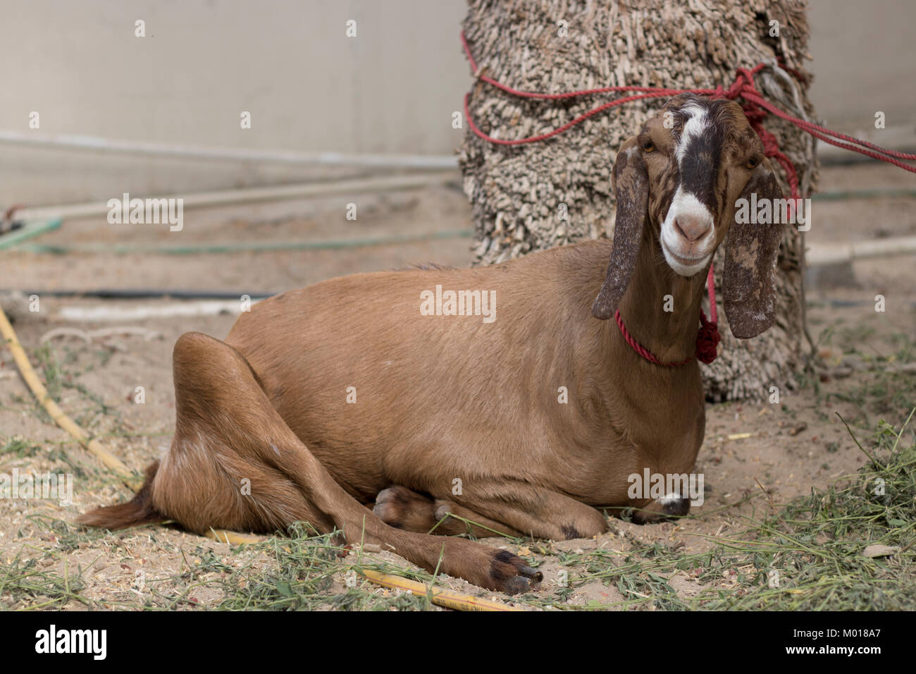 Ul Adha Stock Photos & Ul Adha Stock Images - Alamy
