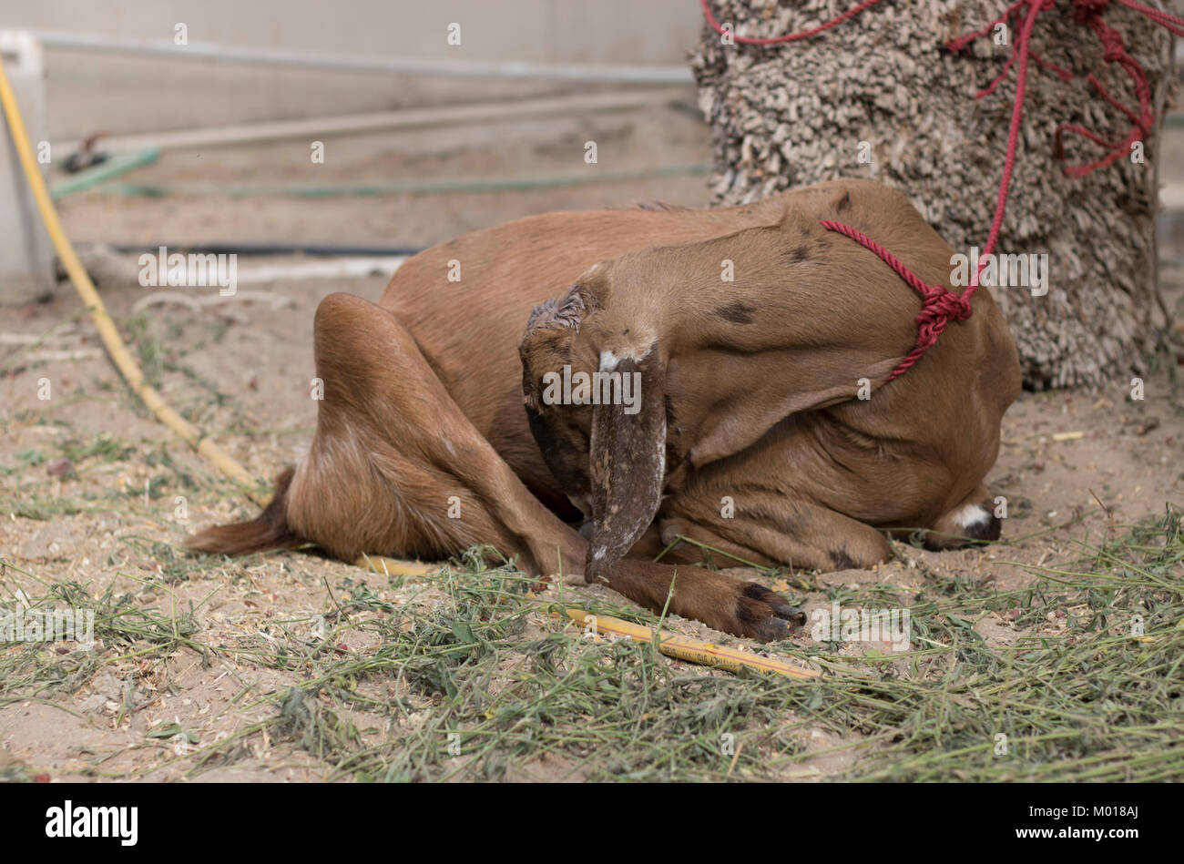 Eid Al Adha Stock Photos & Eid Al Adha Stock Images - Alamy