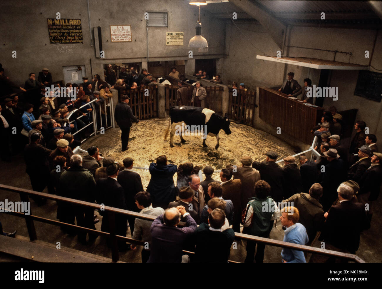 Ulverston Livestock Market, Ulverston, Cumbria. 1979 Stock Photo Alamy