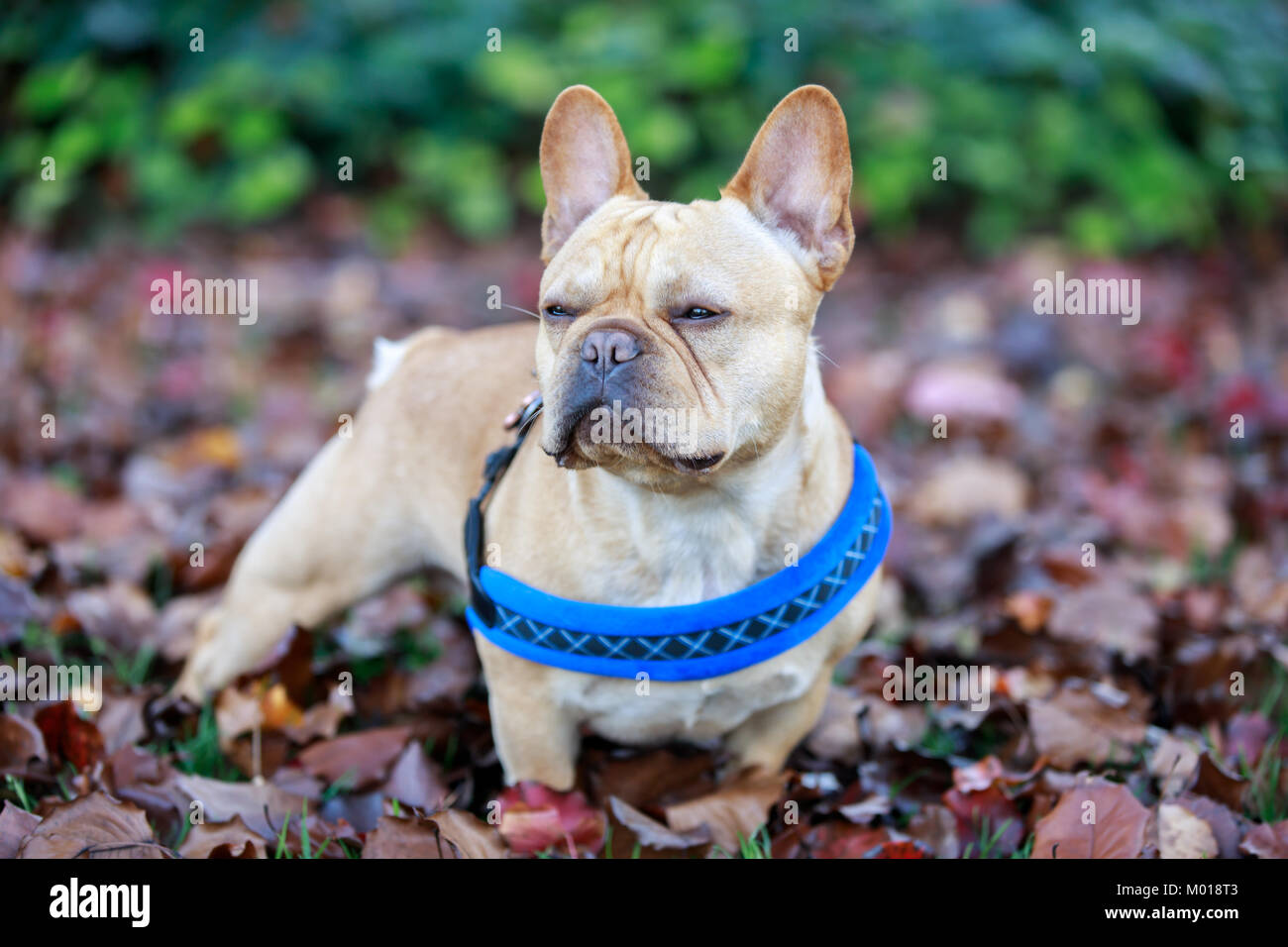 French Bulldog in the park Stock Photo