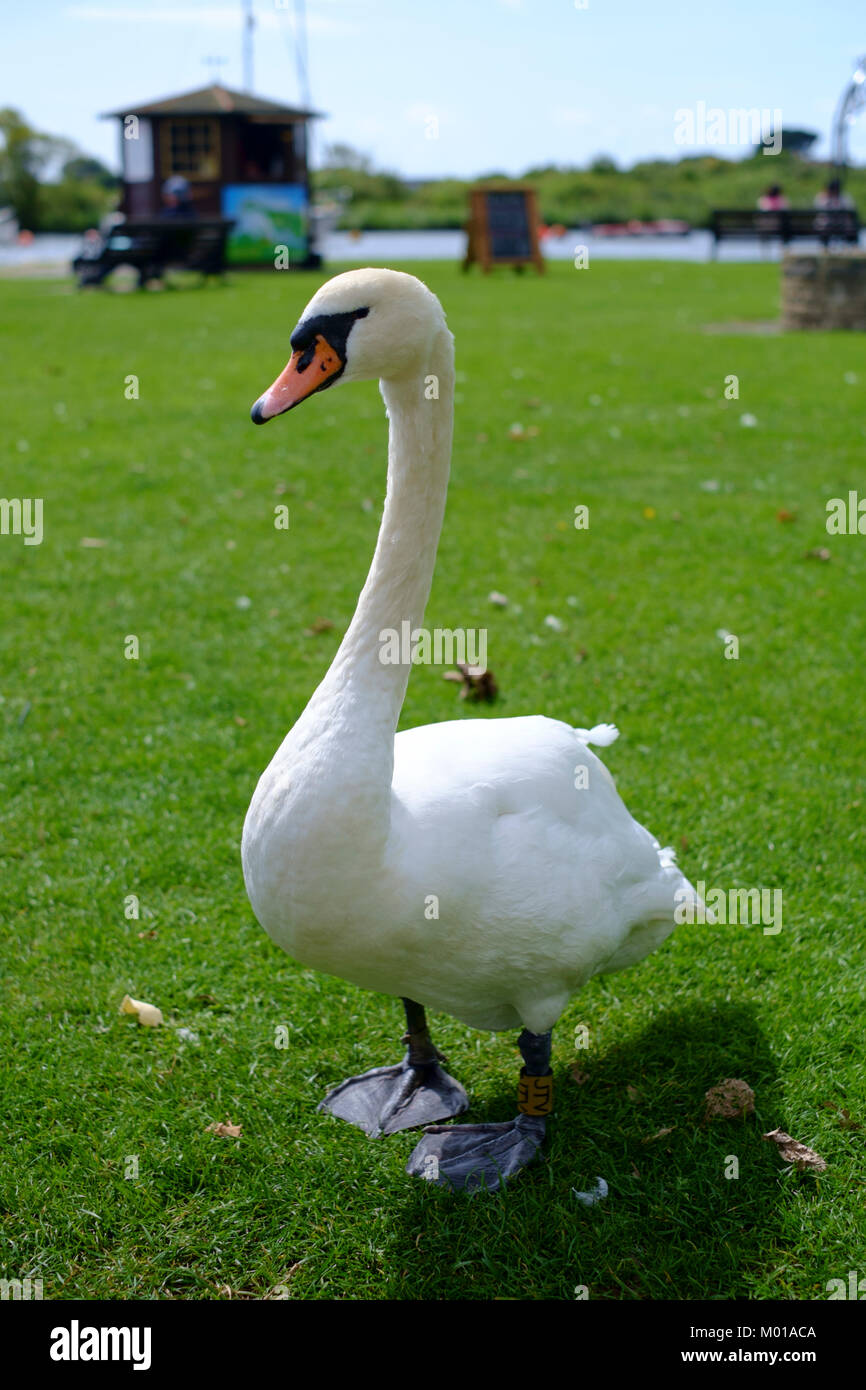 A Mute Swan Stock Photo Alamy