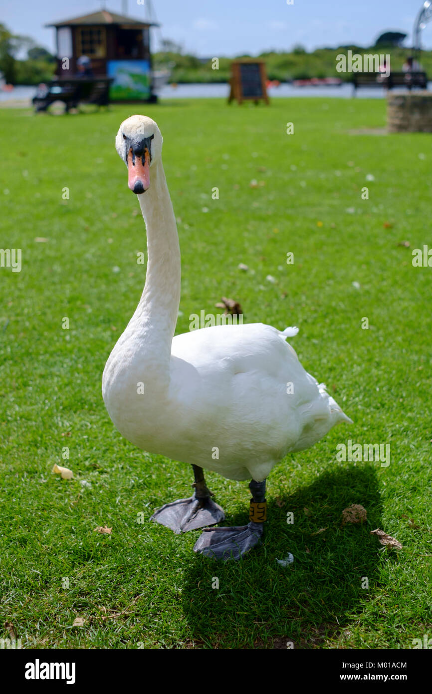 A Mute Swan Stock Photo Alamy