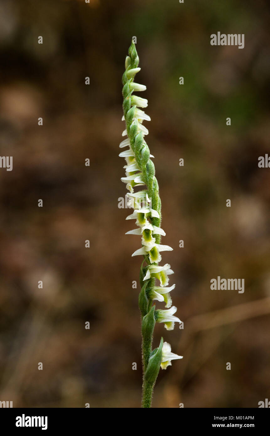 White flowers inflorescence of wild Autumn Lady's Tresses orchid (Spiranthes spiralis) over an out of focus natural background. Monsanto natural park, Stock Photo