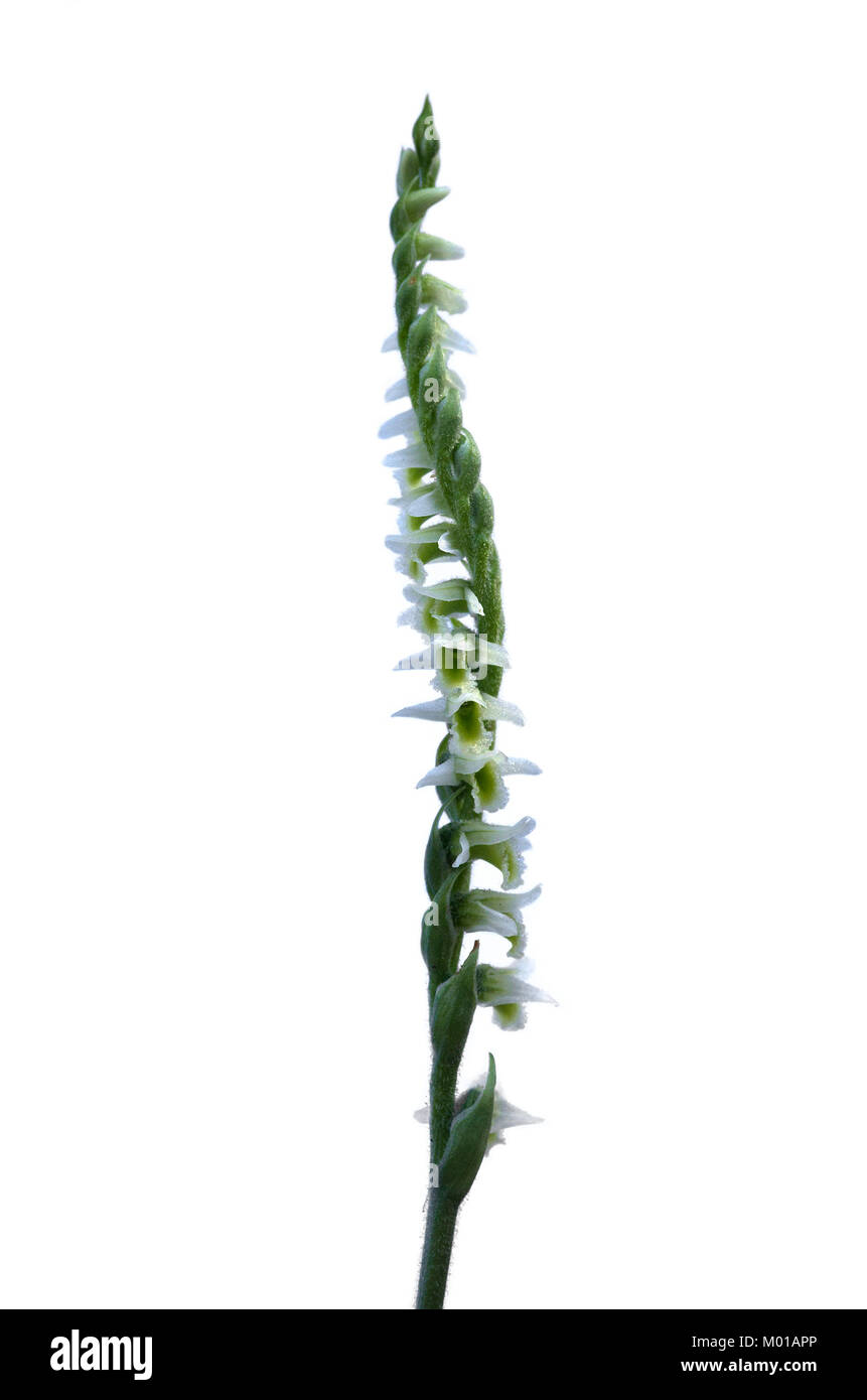 White flowers inflorescence of wild Autumn Lady's Tresses orchid (Spiranthes spiralis) isolated over a white background. Monsanto natural park, Lisbon Stock Photo