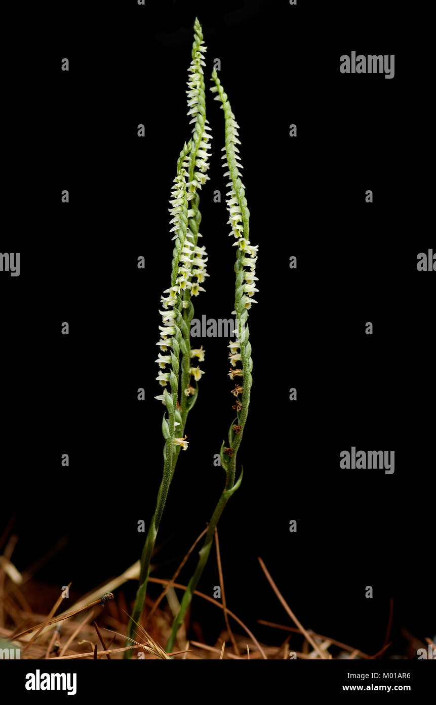 Large uncommon forms of wild Autumn Lady's Tresses orchid (Spiranthes spiralis) over a black background. Monsanto natural park, Lisbon, Portugal. Stock Photo
