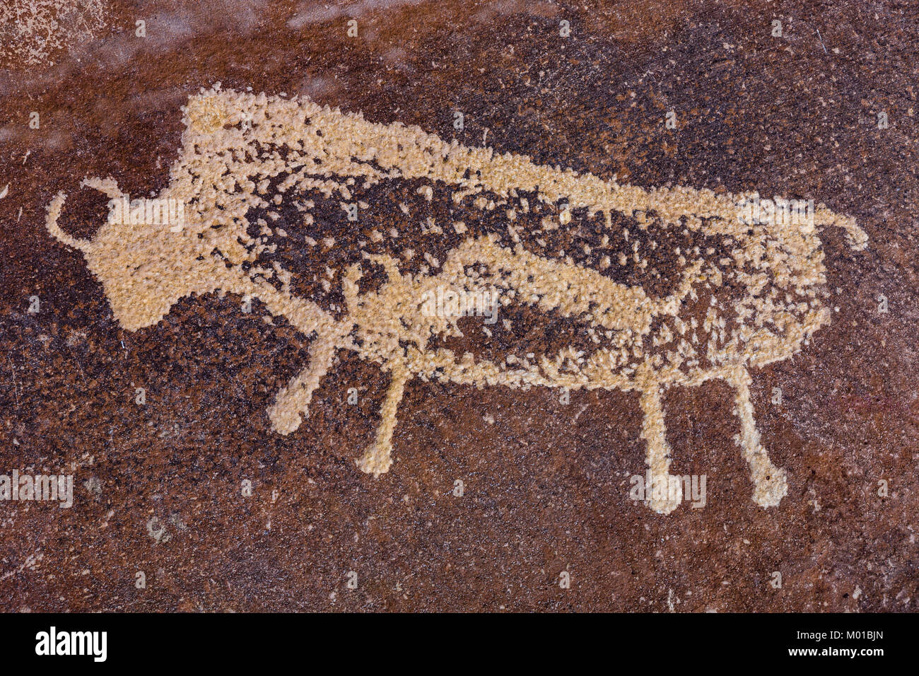 An imaginative and conceptual petroglyph that appears to show a baby bison within a mother bison, Nine Mile Canyon, Utah, USA Stock Photo
