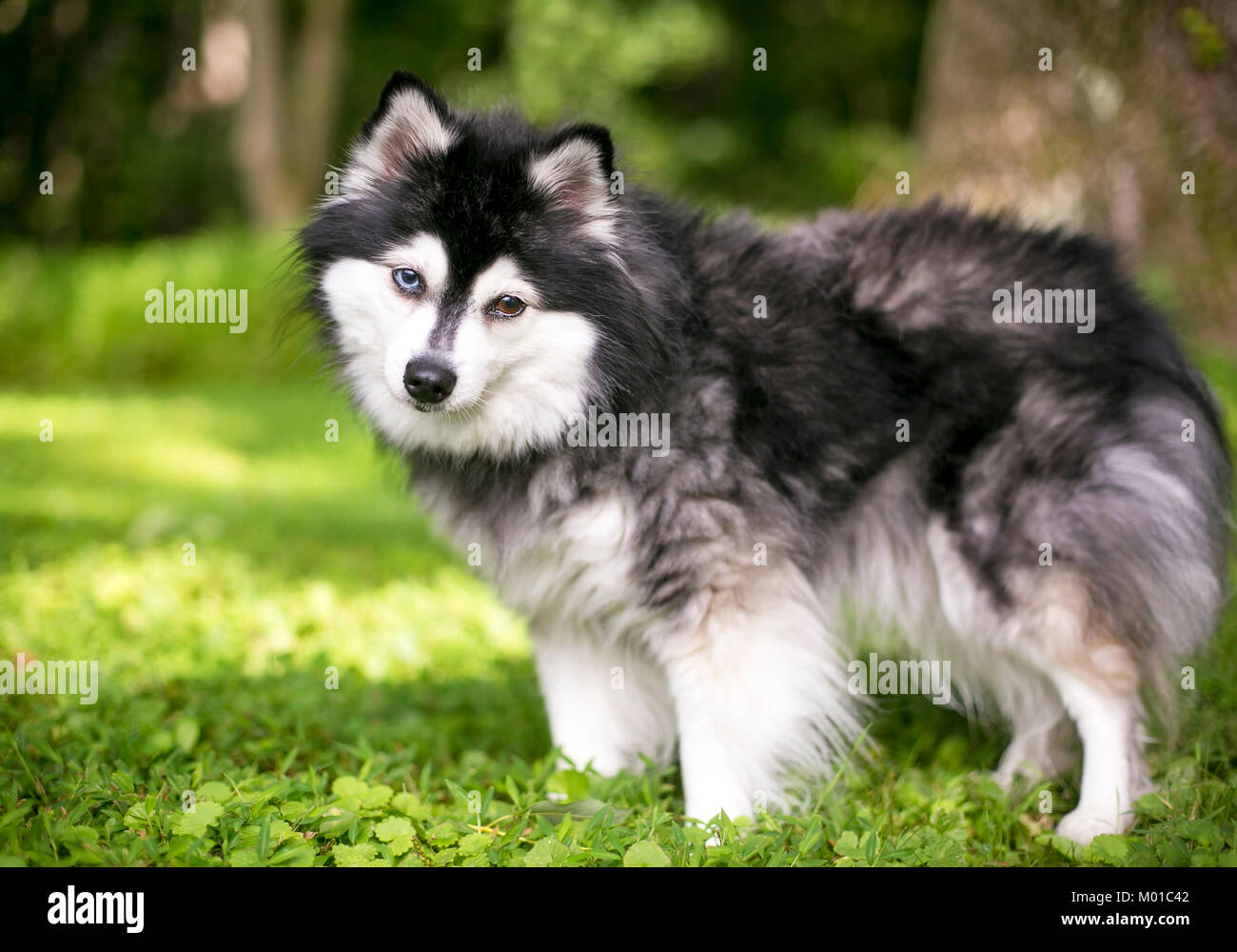 Alaskan Klee Kai Breed Dog Isolated on a Clean White Background Stock Photo  - Image of isolated, friend: 276835666