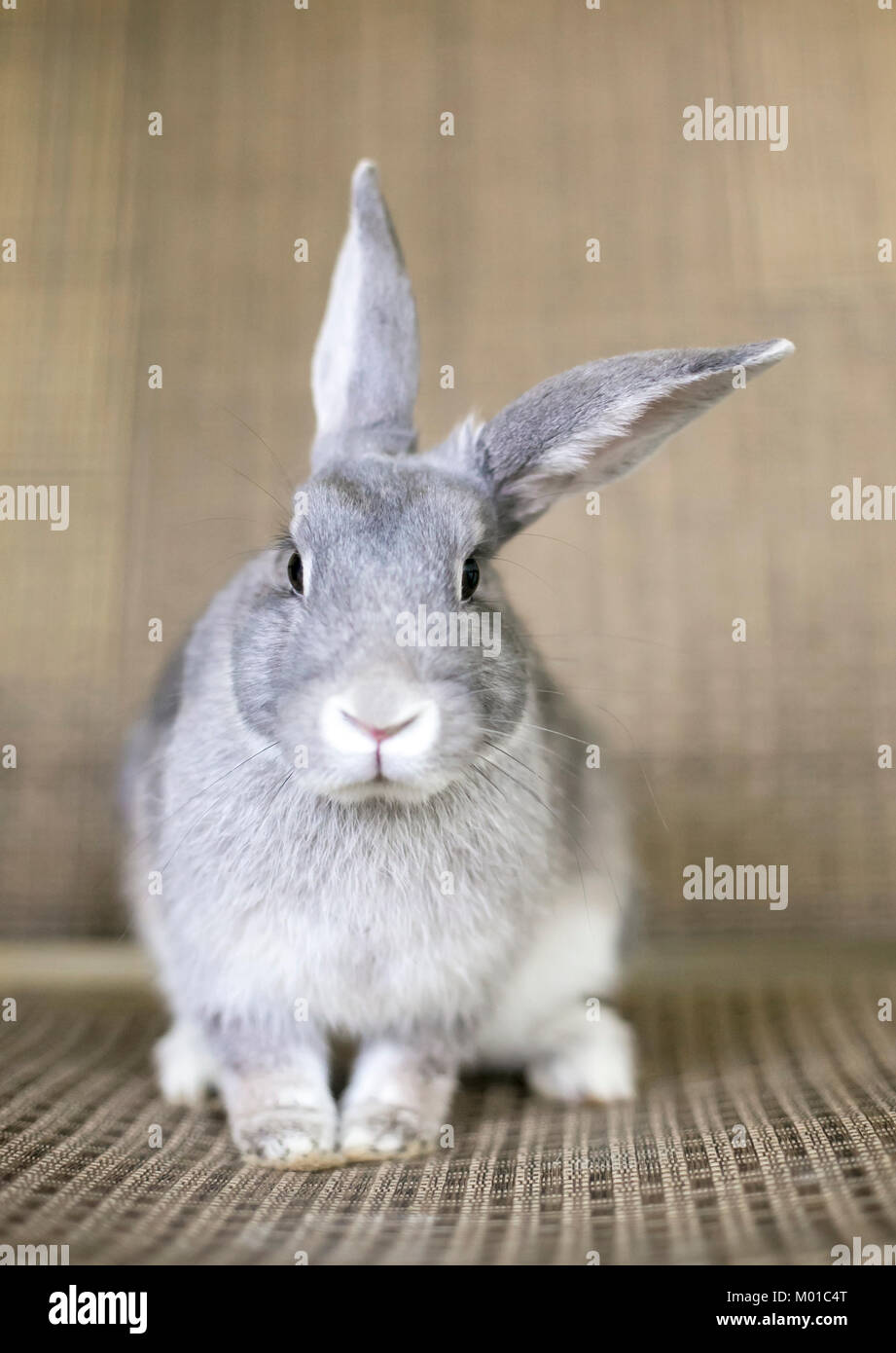 Portrait of a gray Chinchilla Rabbit Stock Photo