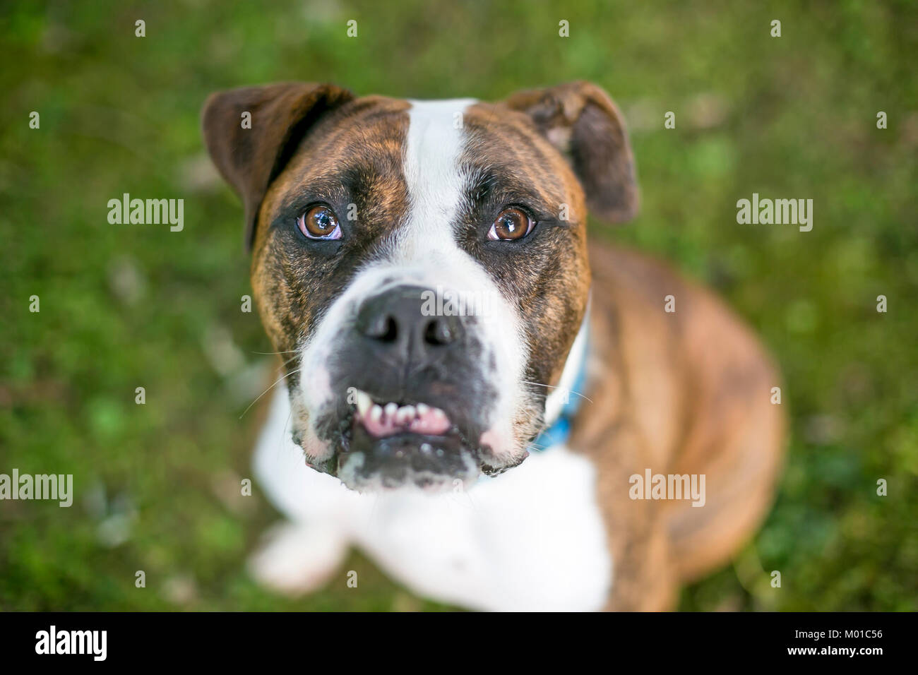 Portrait of a Bulldog mixed breed with an underbite Stock Photo - Alamy