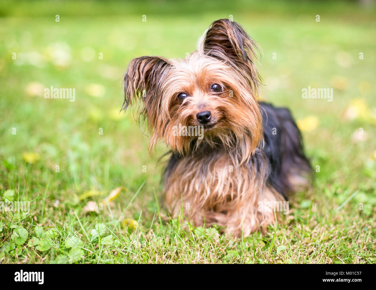A Papillon/Silky Terrier mixed breed dog outdoors Stock Photo