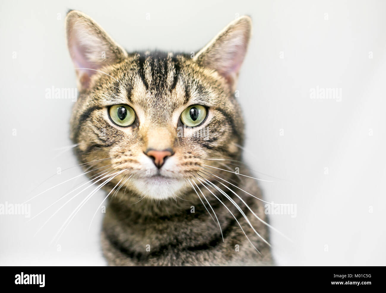Portrait of a brown tabby domestic shorthaired cat Stock Photo - Alamy