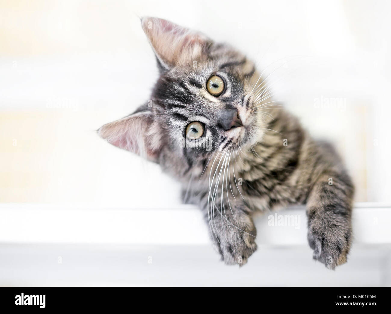 A young kitten gazing at the viewer curiously with a head tilt Stock Photo