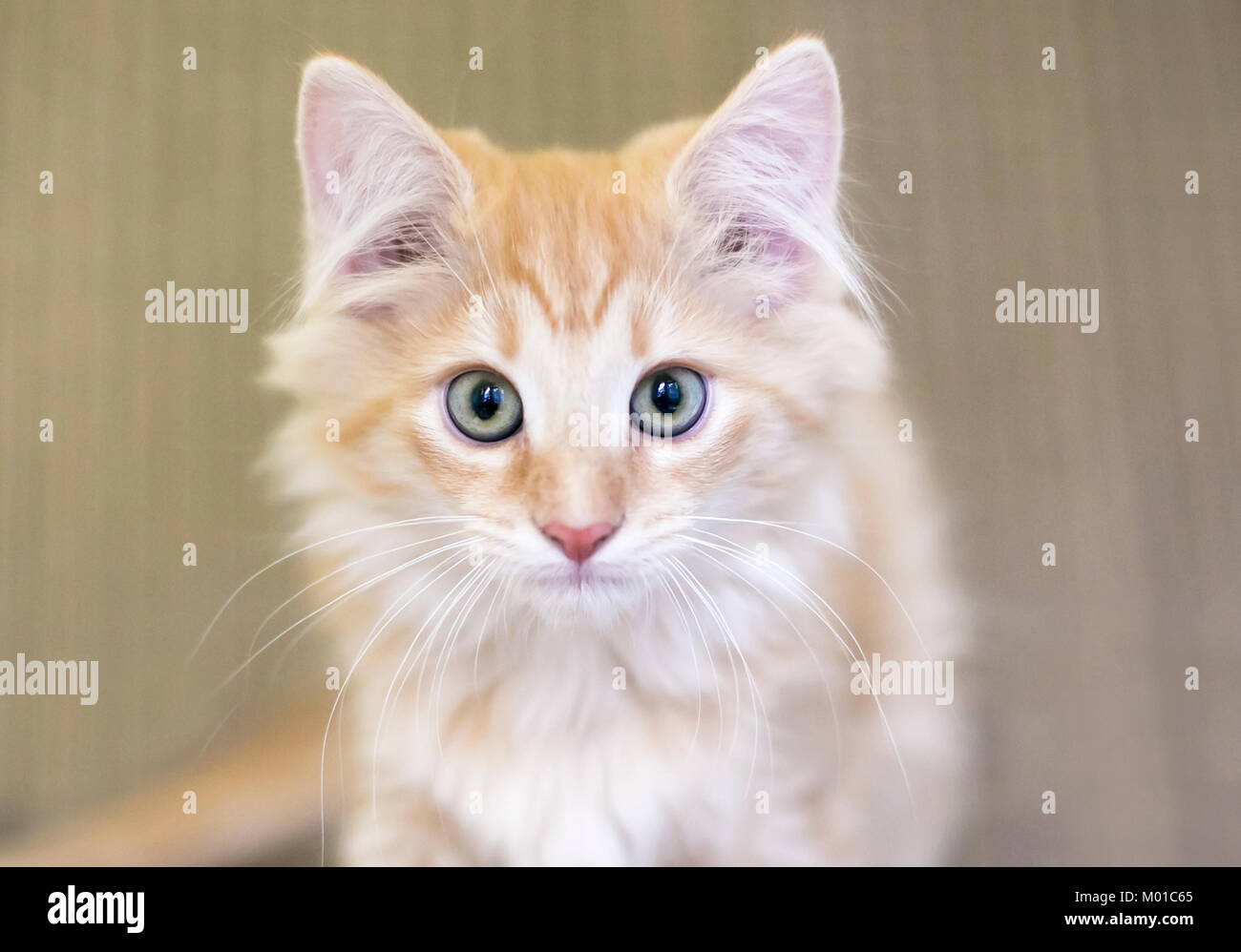 Portrait of a cute young tabby kitten with blue eyes Stock Photo - Alamy