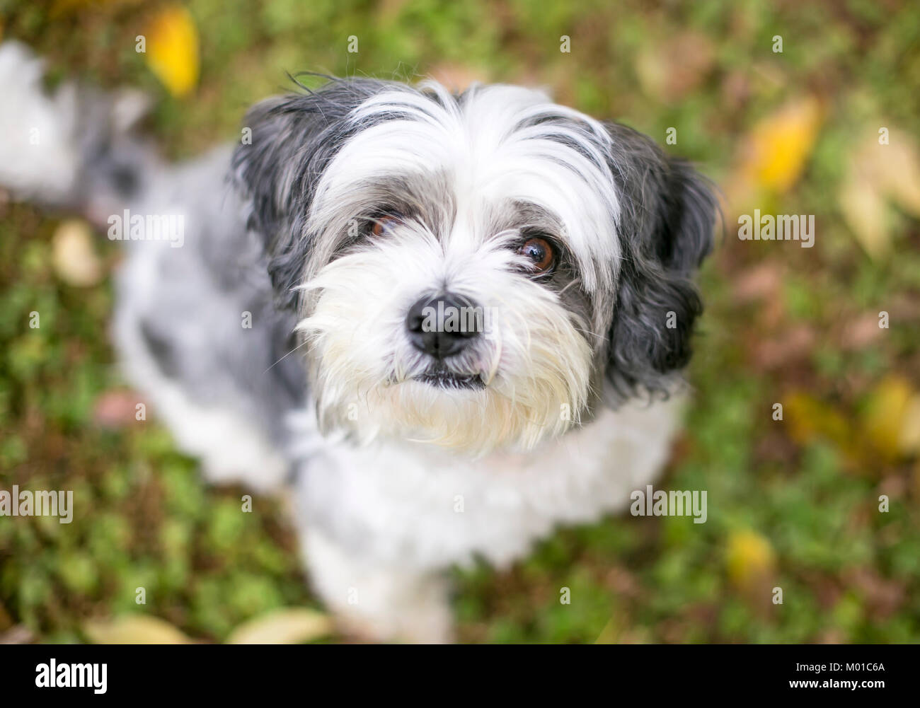Portrait of a cute Shih Tzu mix dog in the grass Stock Photo - Alamy