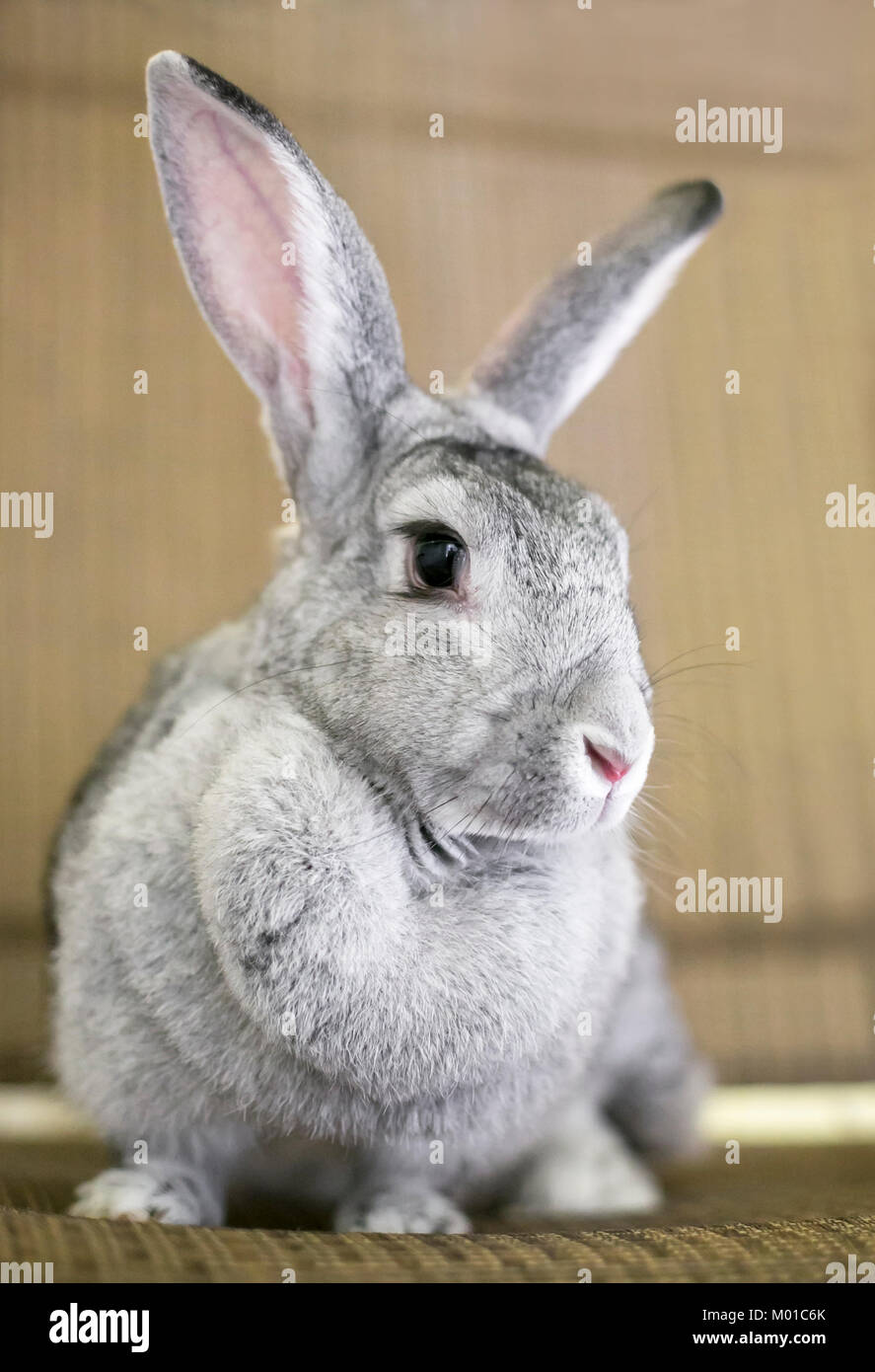 Portrait of a gray Chinchilla Rabbit Stock Photo