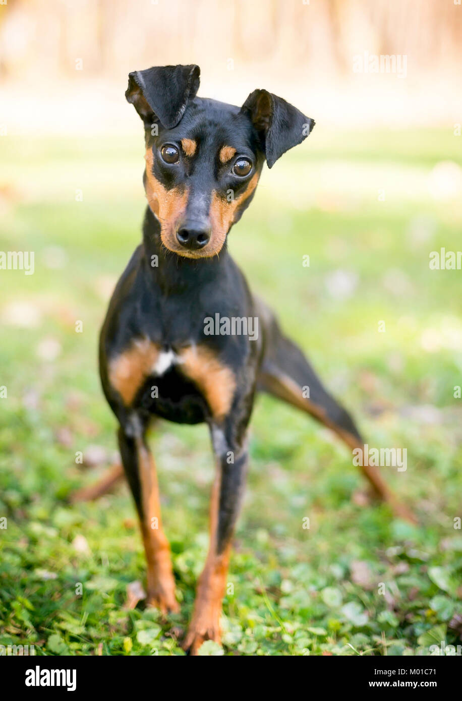 how tall is a manchester terrier