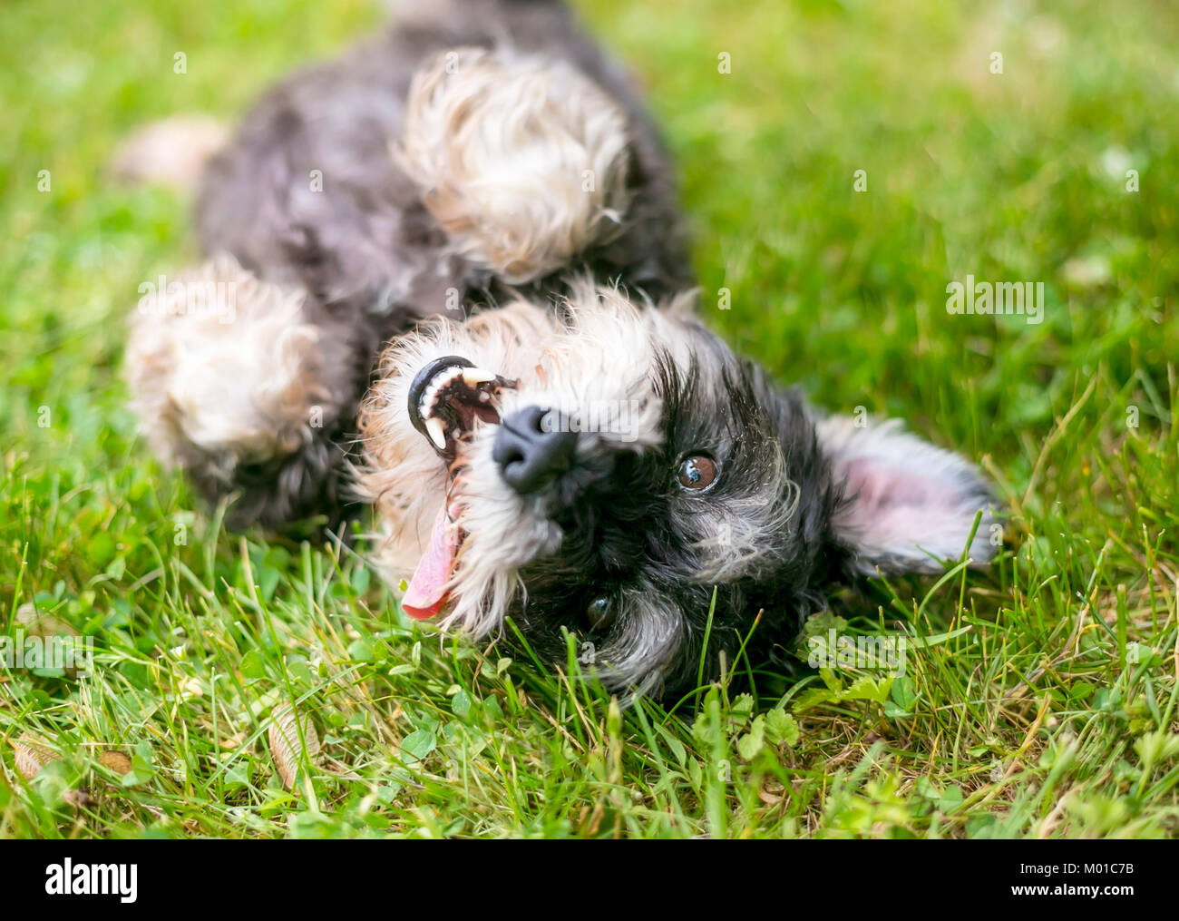 A happy, playful mixed breed dog rolling in the grass Stock Photo - Alamy